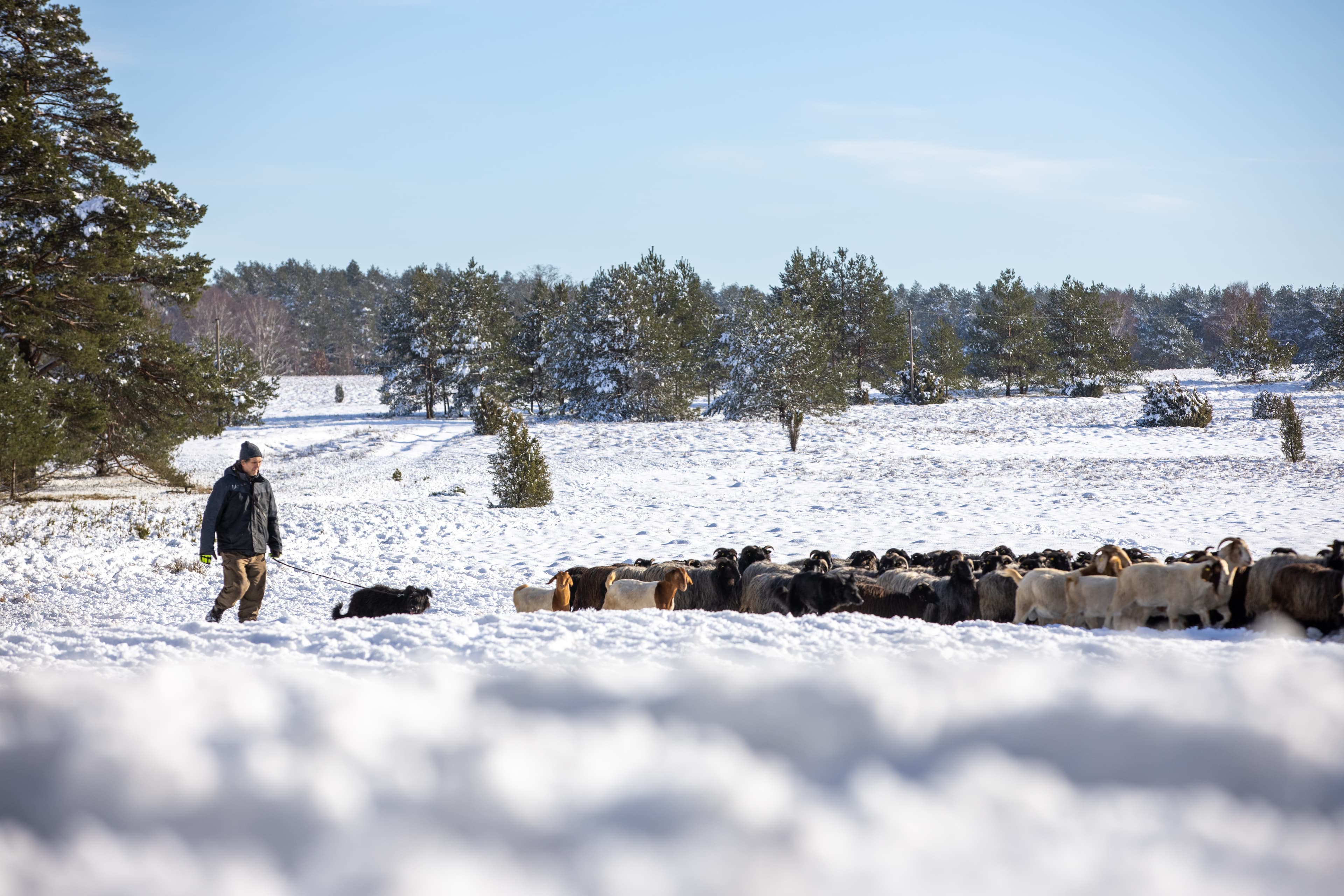 Schäfer mit seinen Heidschnucken im Schnee in der Oberoher Heide