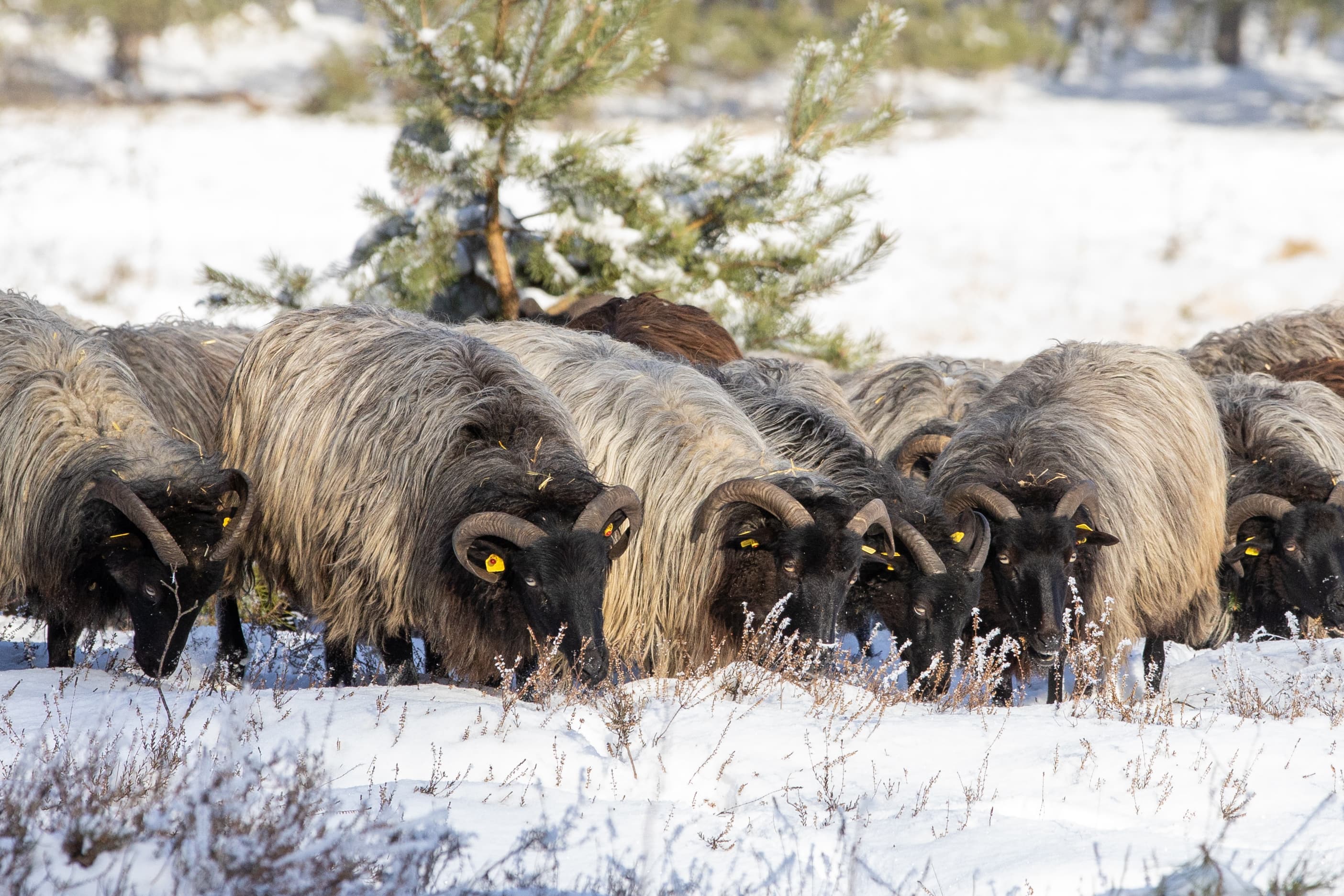 Heidschnucken in der Oberoher Heide im Schnee