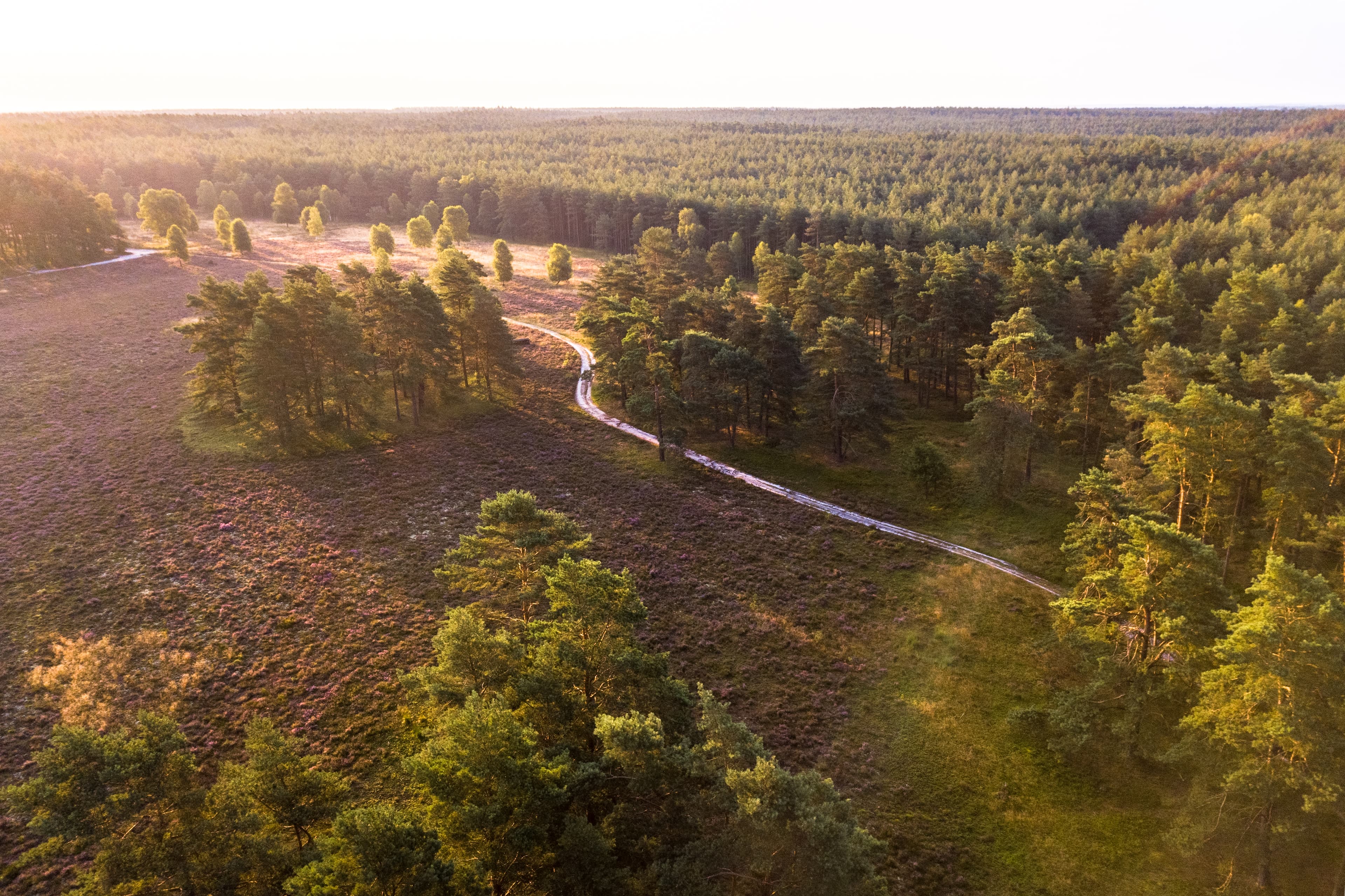 Drohnenaufnahme der Heidefläche Tiefental