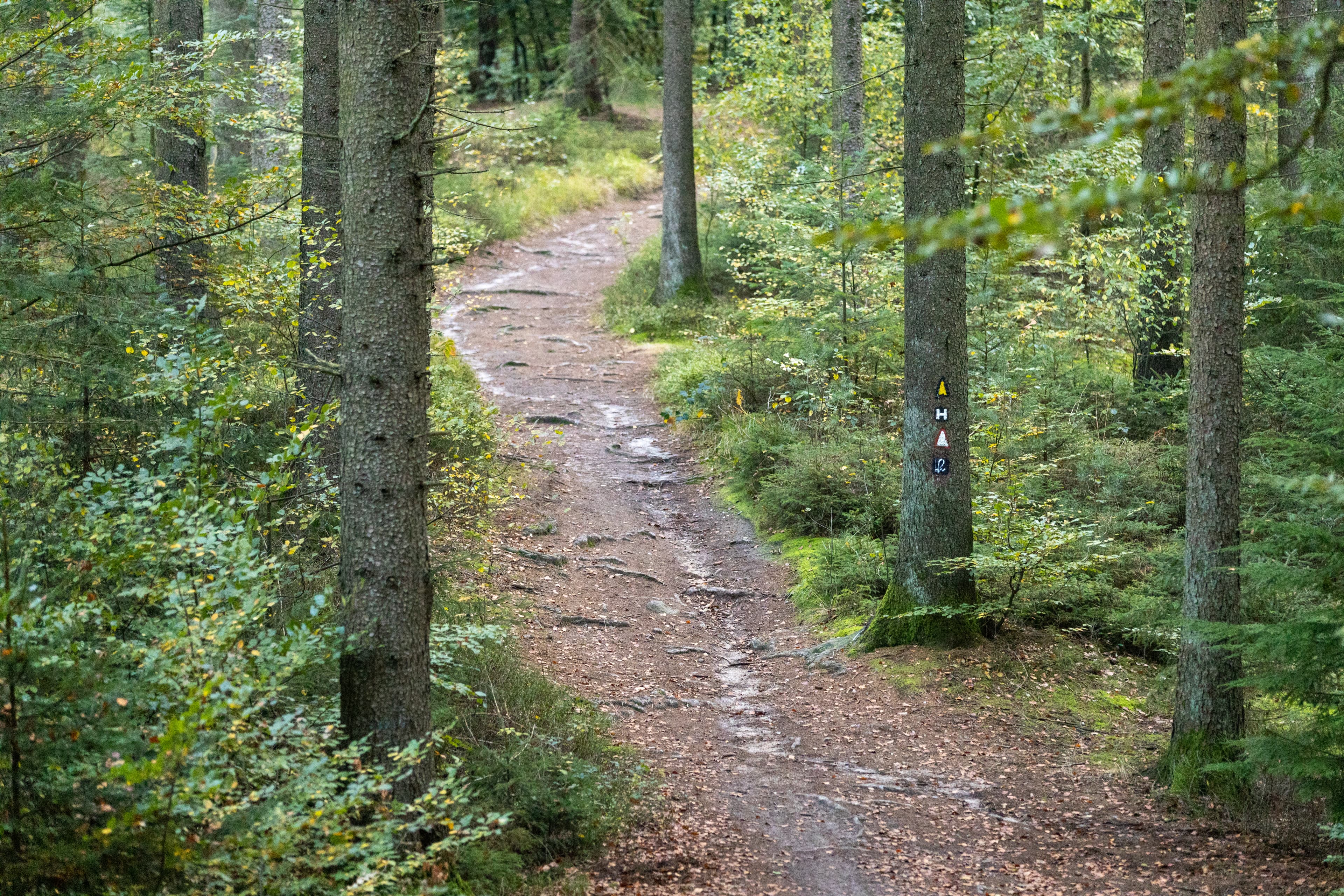 BuchenwaldBeech forestBøgeskovBeukenbos