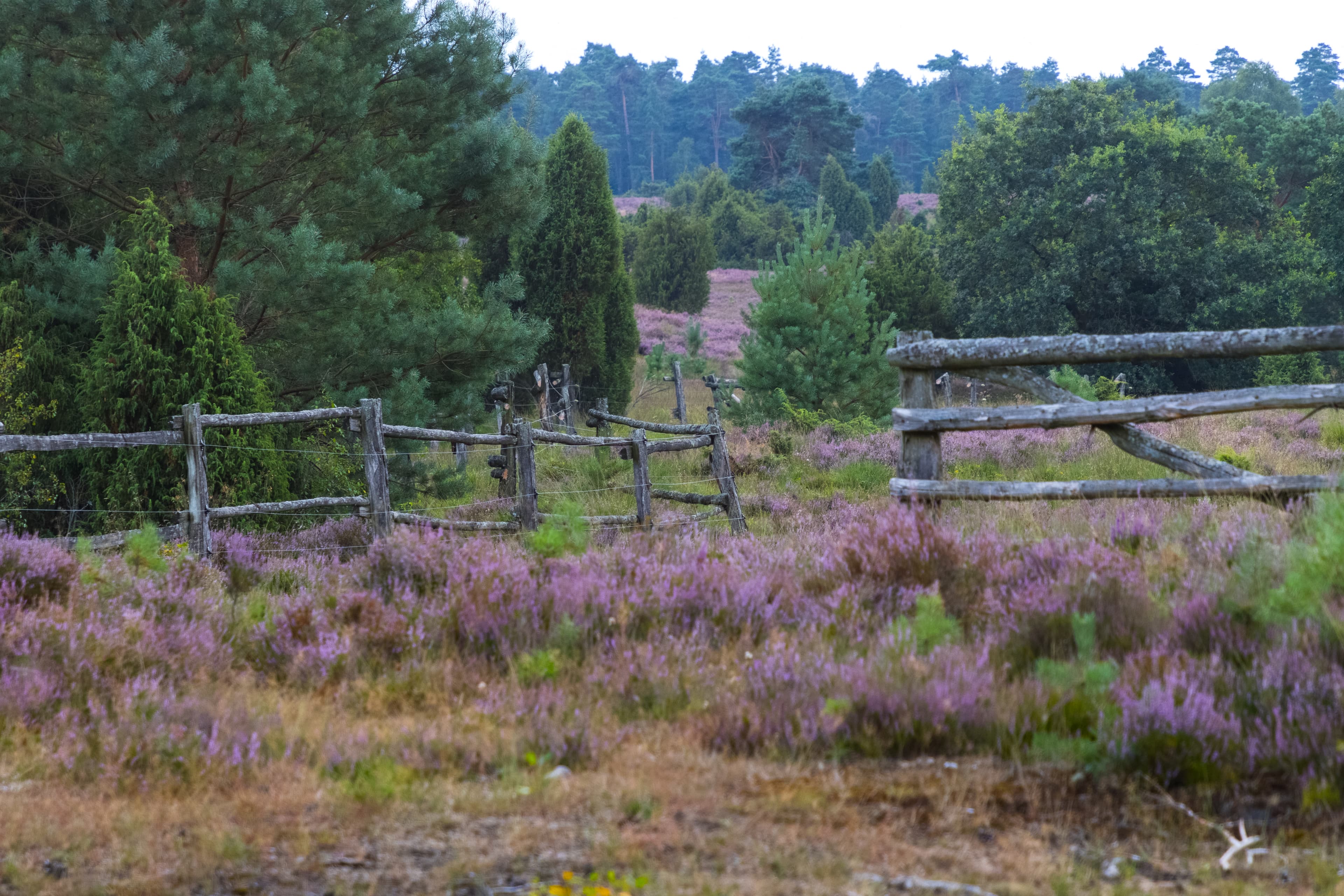 heidefläche im radenbachtalheath area in the radenbach valleyhedeområde i radenbach-dalenheidegebied in het radenbachtal