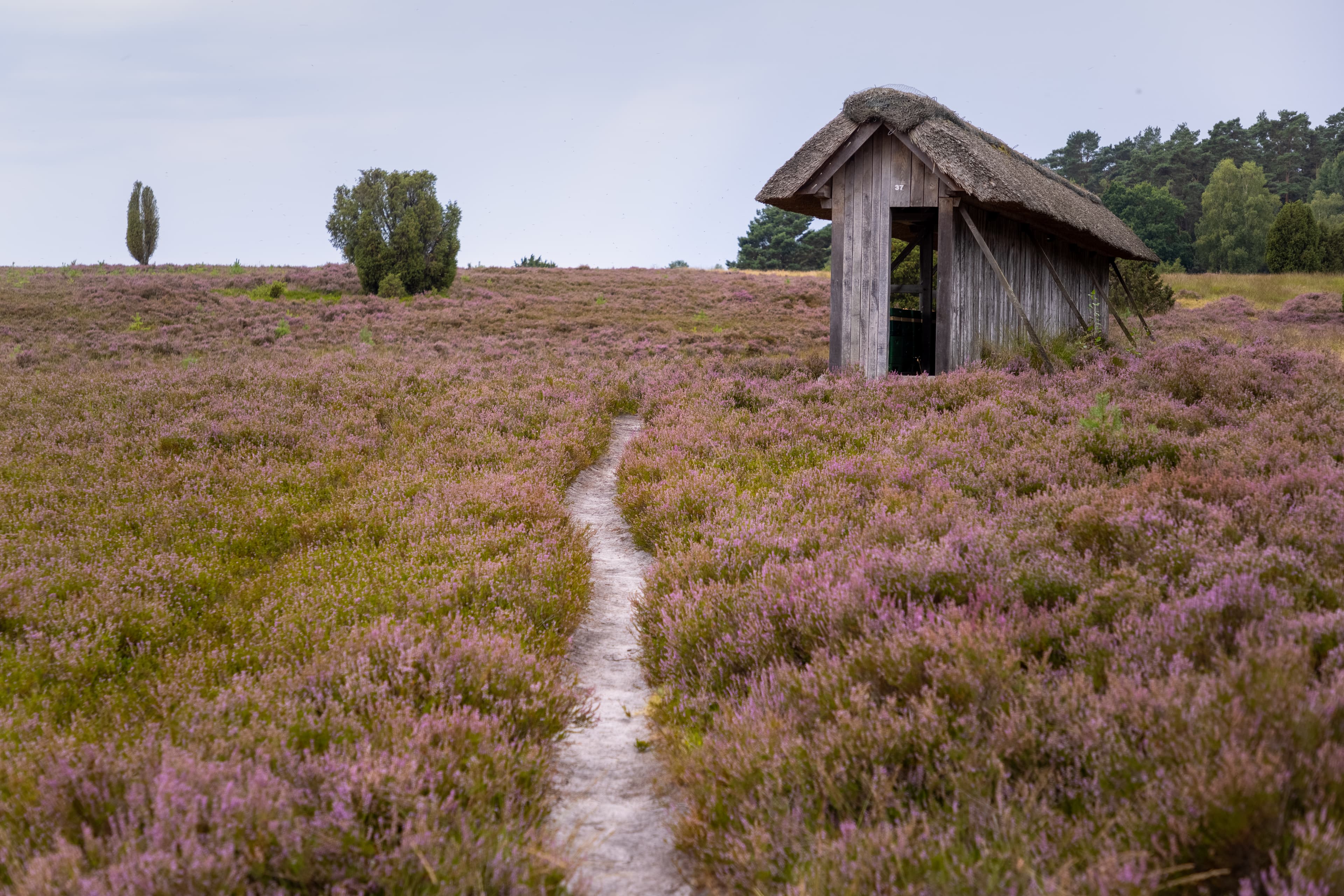 Bienenzaun im RadenbachtalBee fence in the Radenbach valleyBi-hegn i Radenbach-dalenBijenhek in de Radenbachvallei