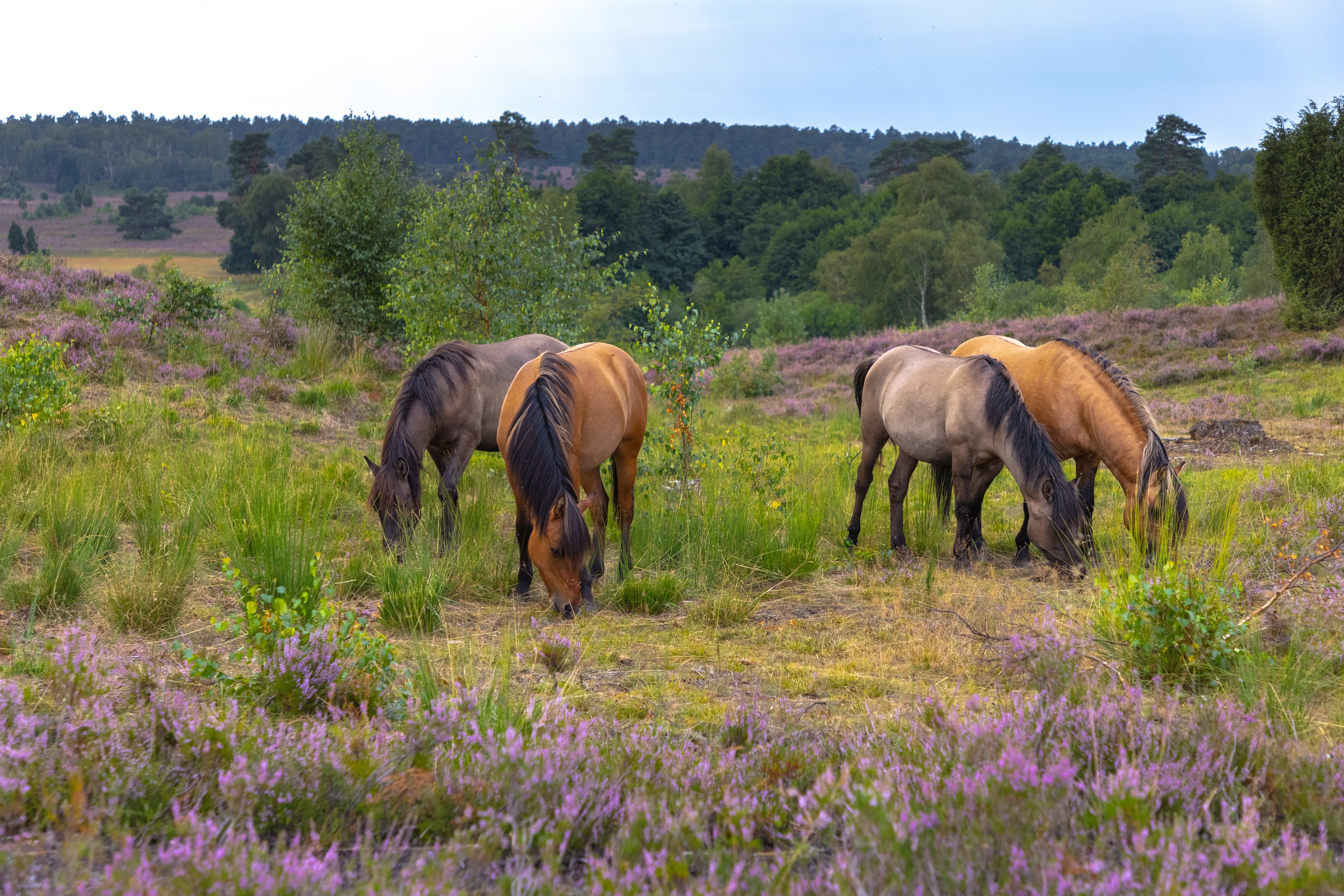 Dülmener Wildpferde im RadenbachtalDülmen wild horses in the Radenbach valleyDülmens vilde heste i Radenbach-dalenWilde paarden uit Dülmen in de Radenbachvallei