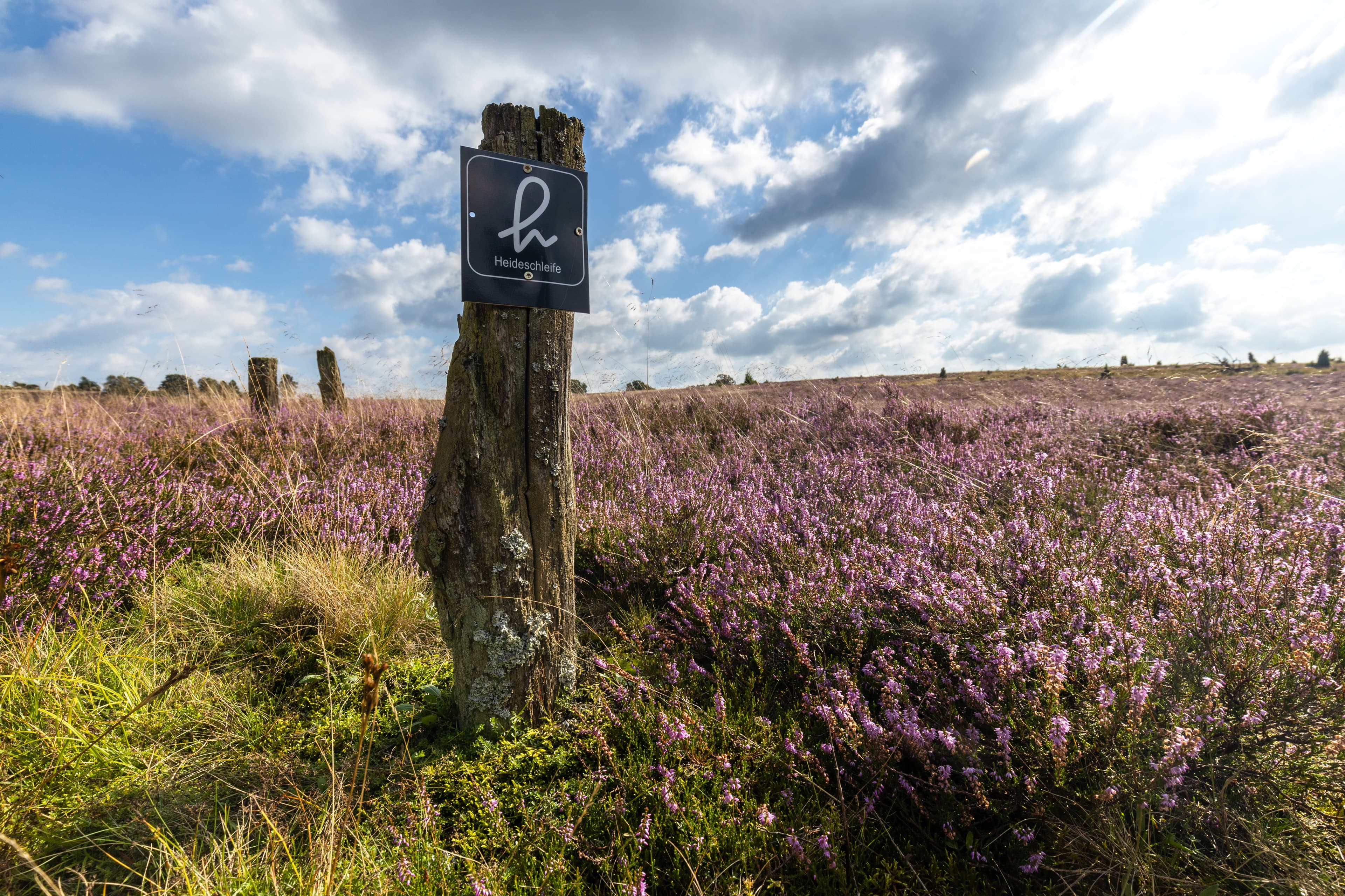 Heideblüte an der Heideschleife HaverbeekeHeather blossom at the Haverbeeke heather loopLyngblomster ved Haverbeeke hedesløjfeHeidebloesem bij de Haverbeeke heidelus