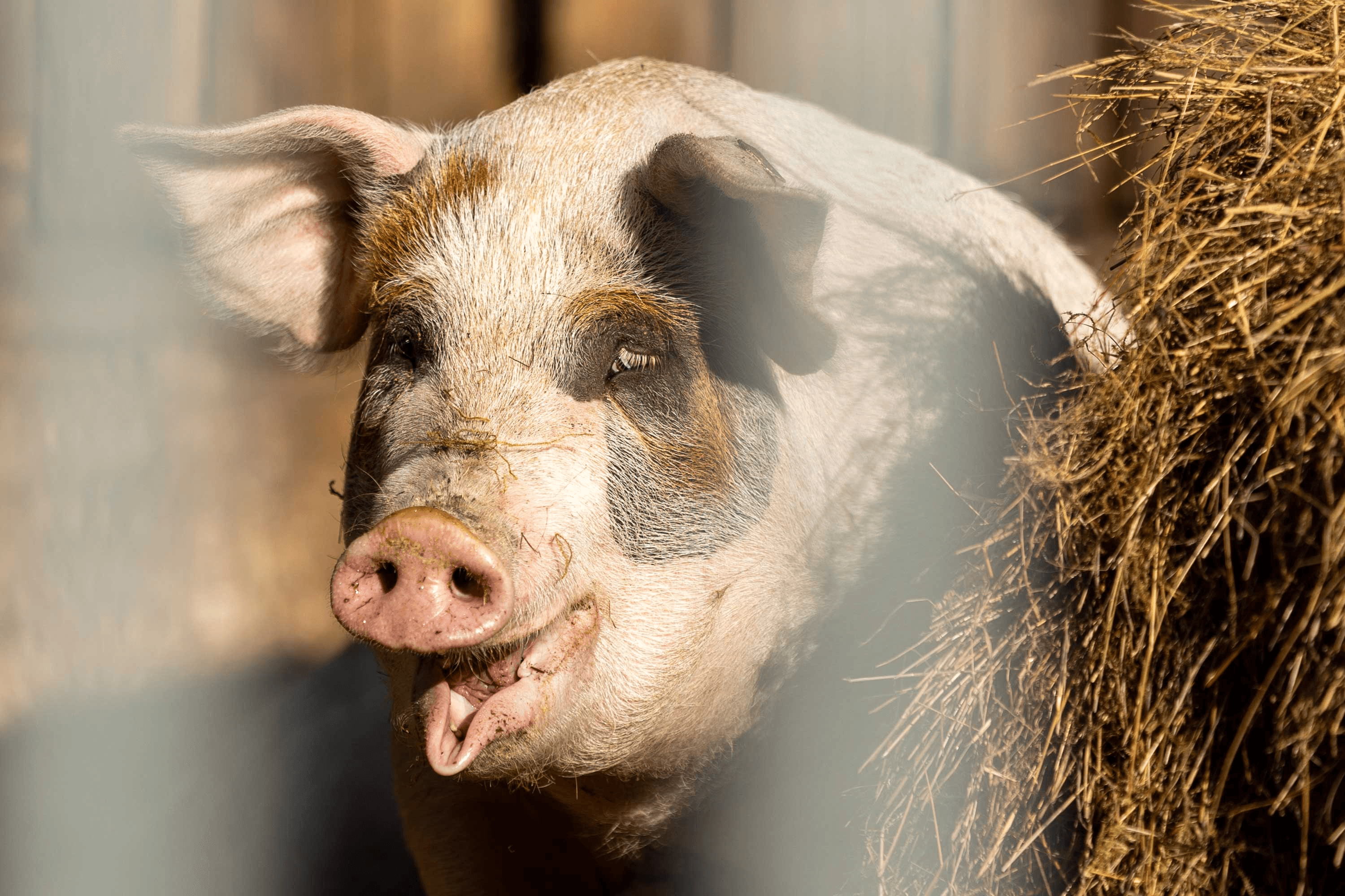 Ferienwohnungen Hof Bockelmann Bispingen mit Ziegen und Schweinen