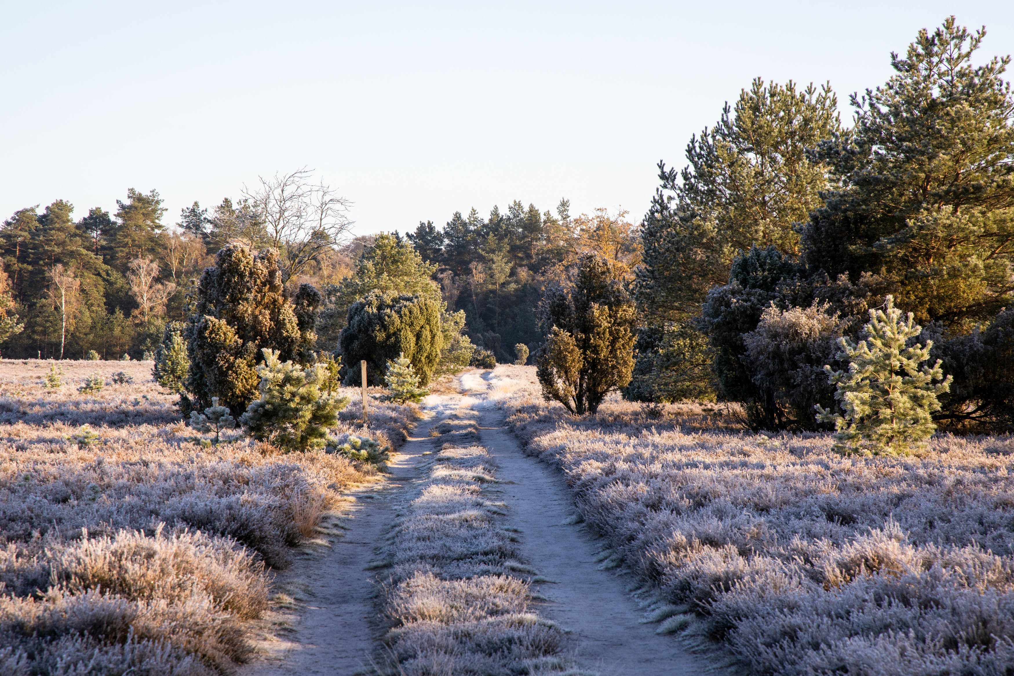 ein wanderweg in einer verschneiten landschaft mit heidebüschen und wacholdern