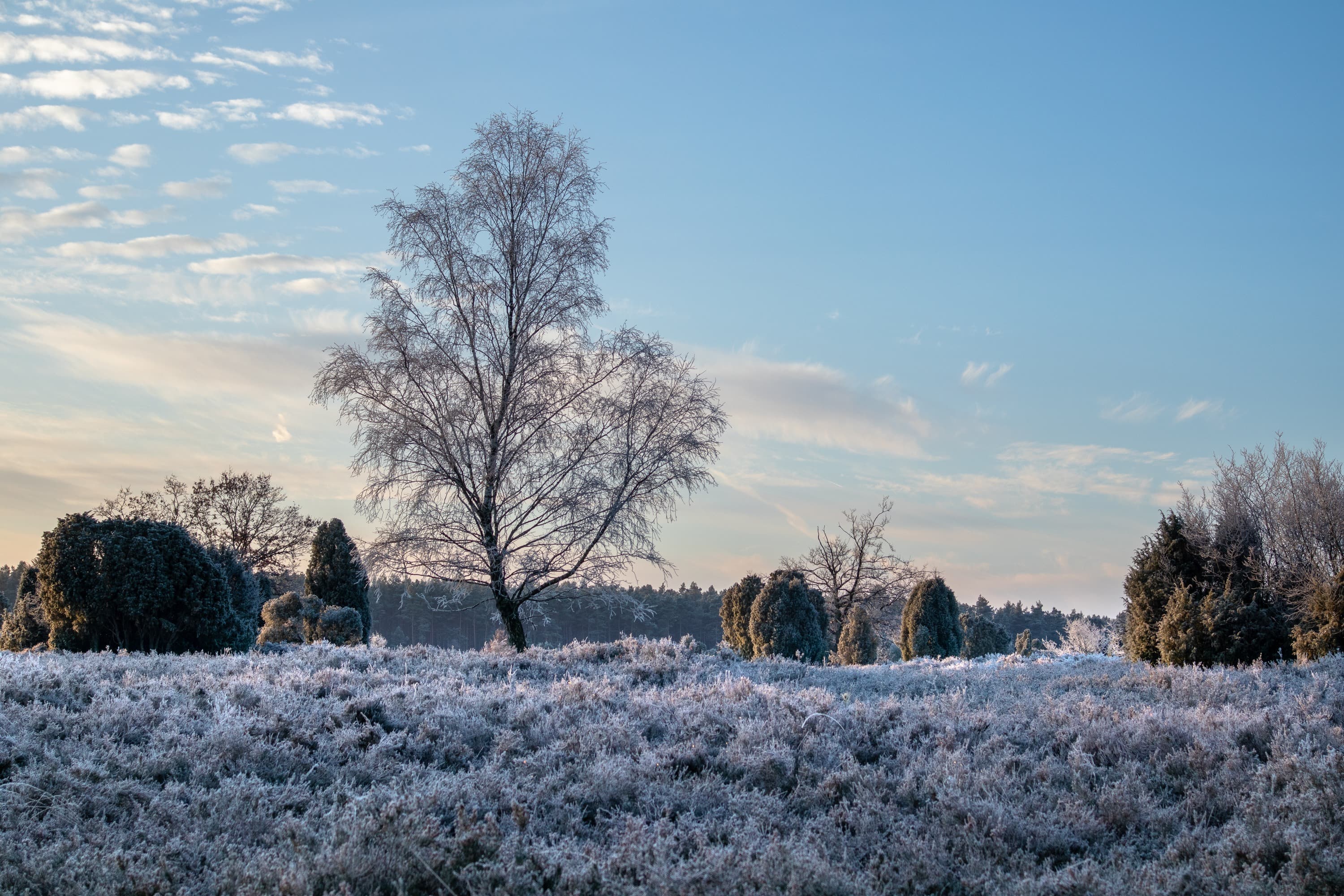 Sudermühler Heide im Winter