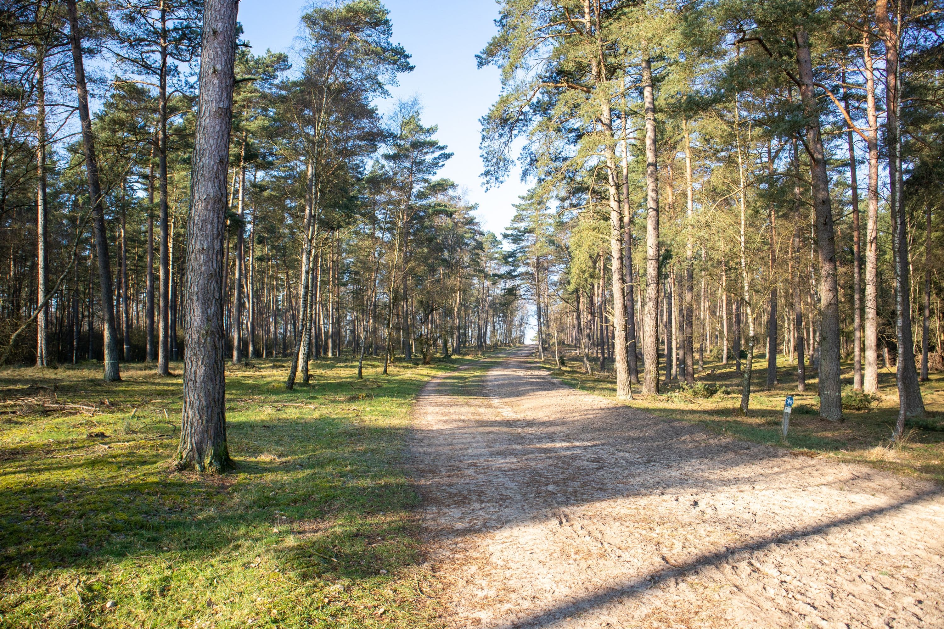 Ein Waldgebiet am Rande der Sudermühler Heide bei Egestorf.