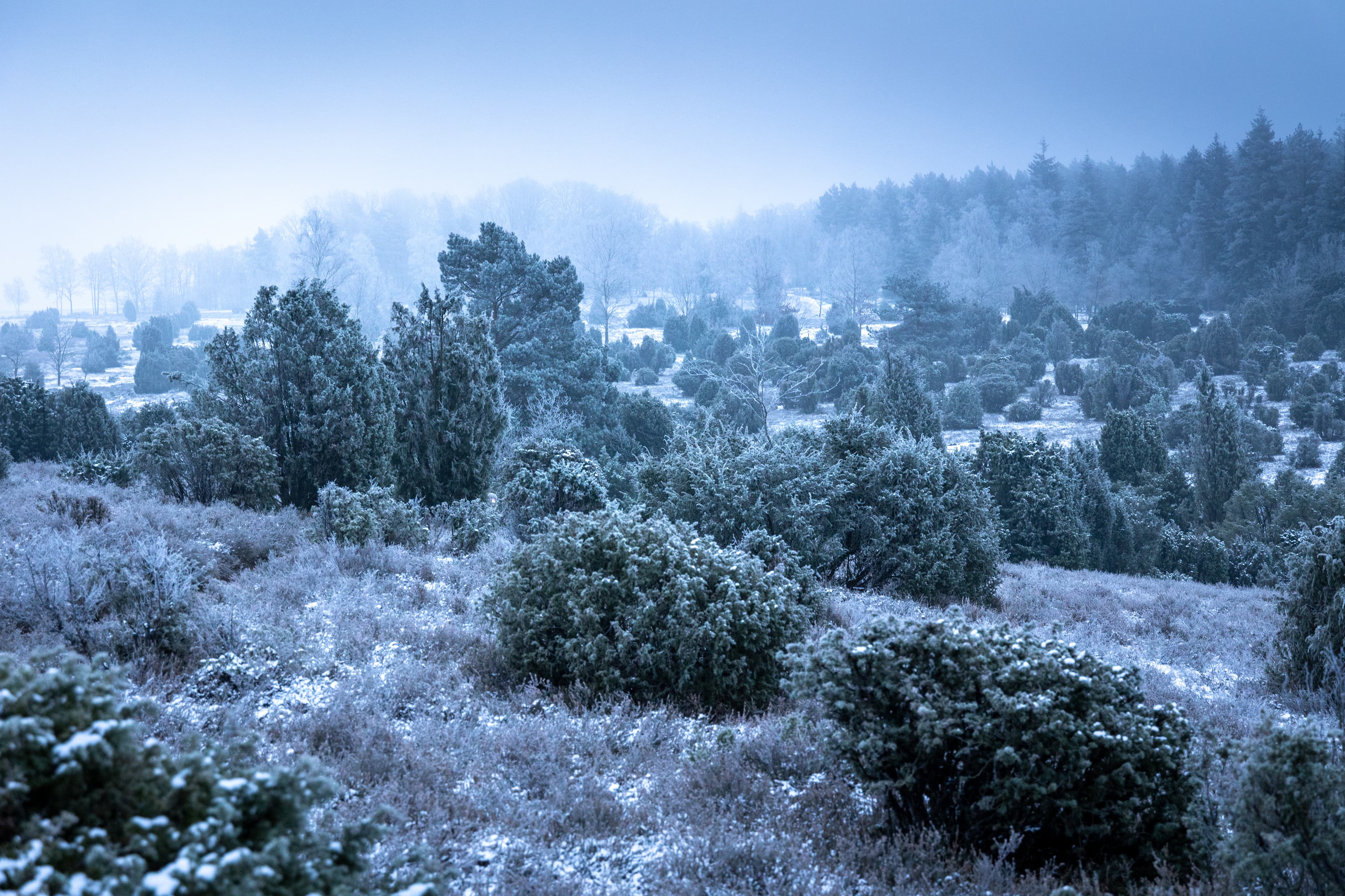 Verschneite Wacholder in der Ellerndorfer Wacholderheide im Winter in der Lüneburger Heide