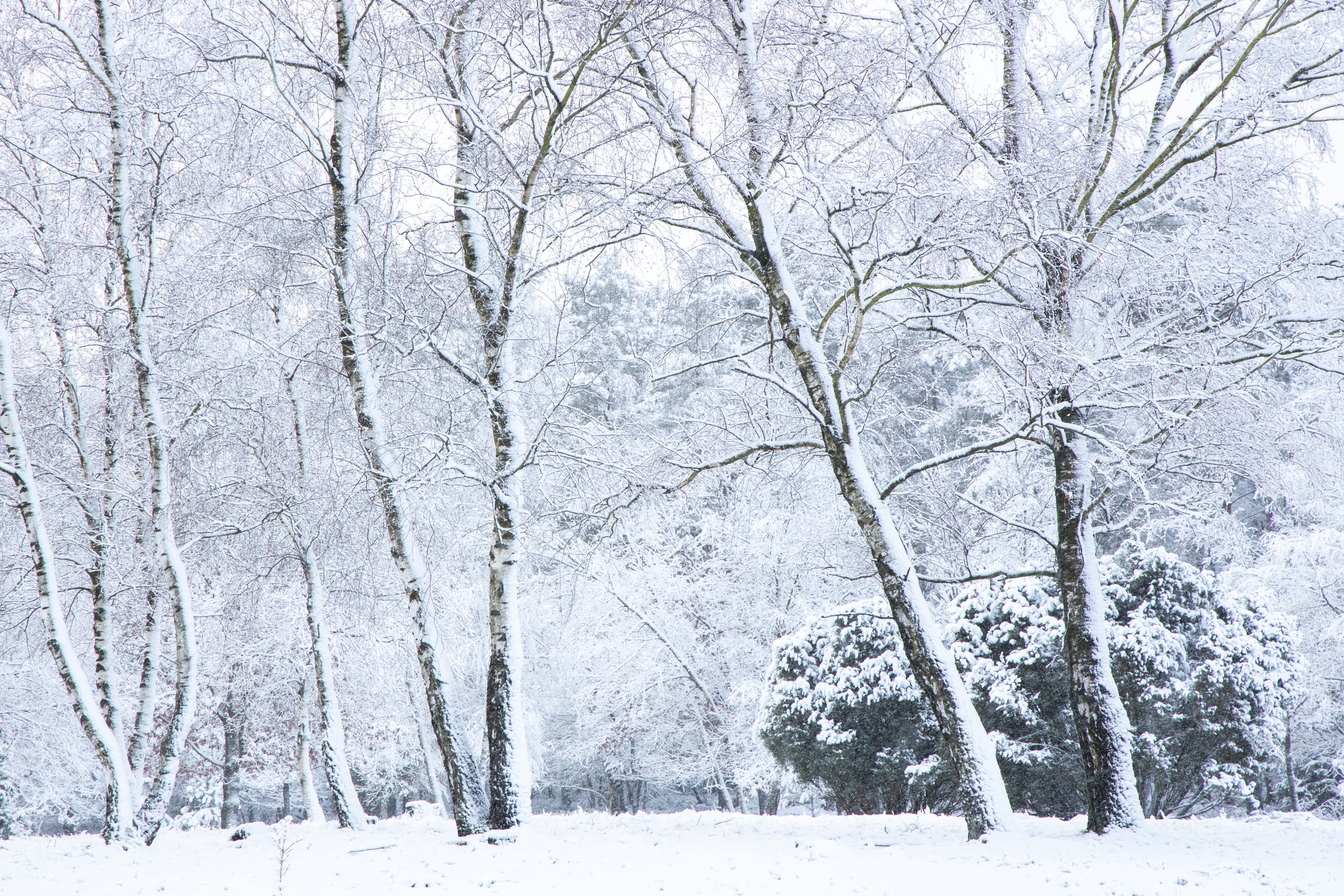 Ellerndorfer Wacholderheide in Eimke im Winter in der Lüneburger Heide