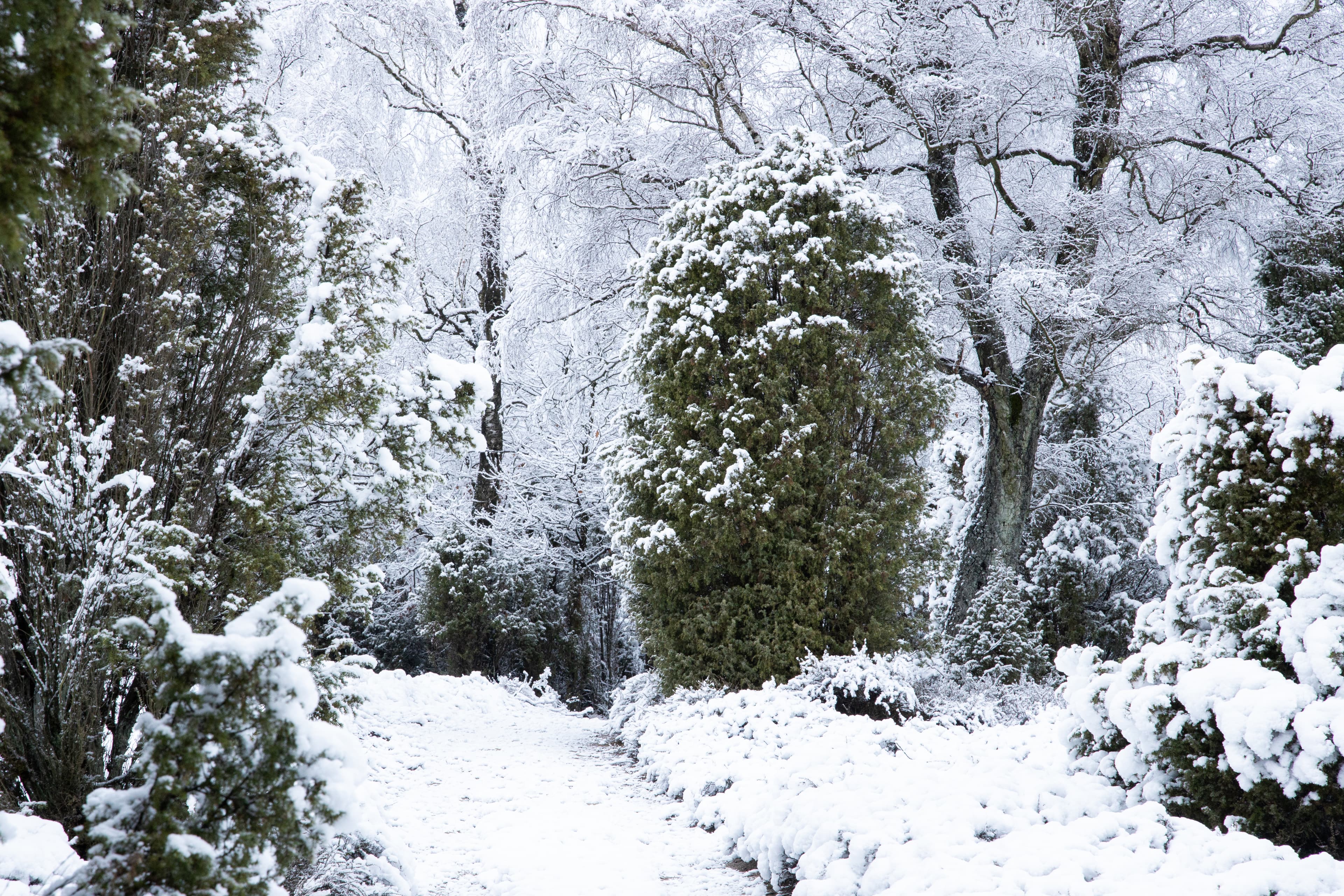 Winter in der Ellerndorfer Wacholderheide Lüneburger Heide