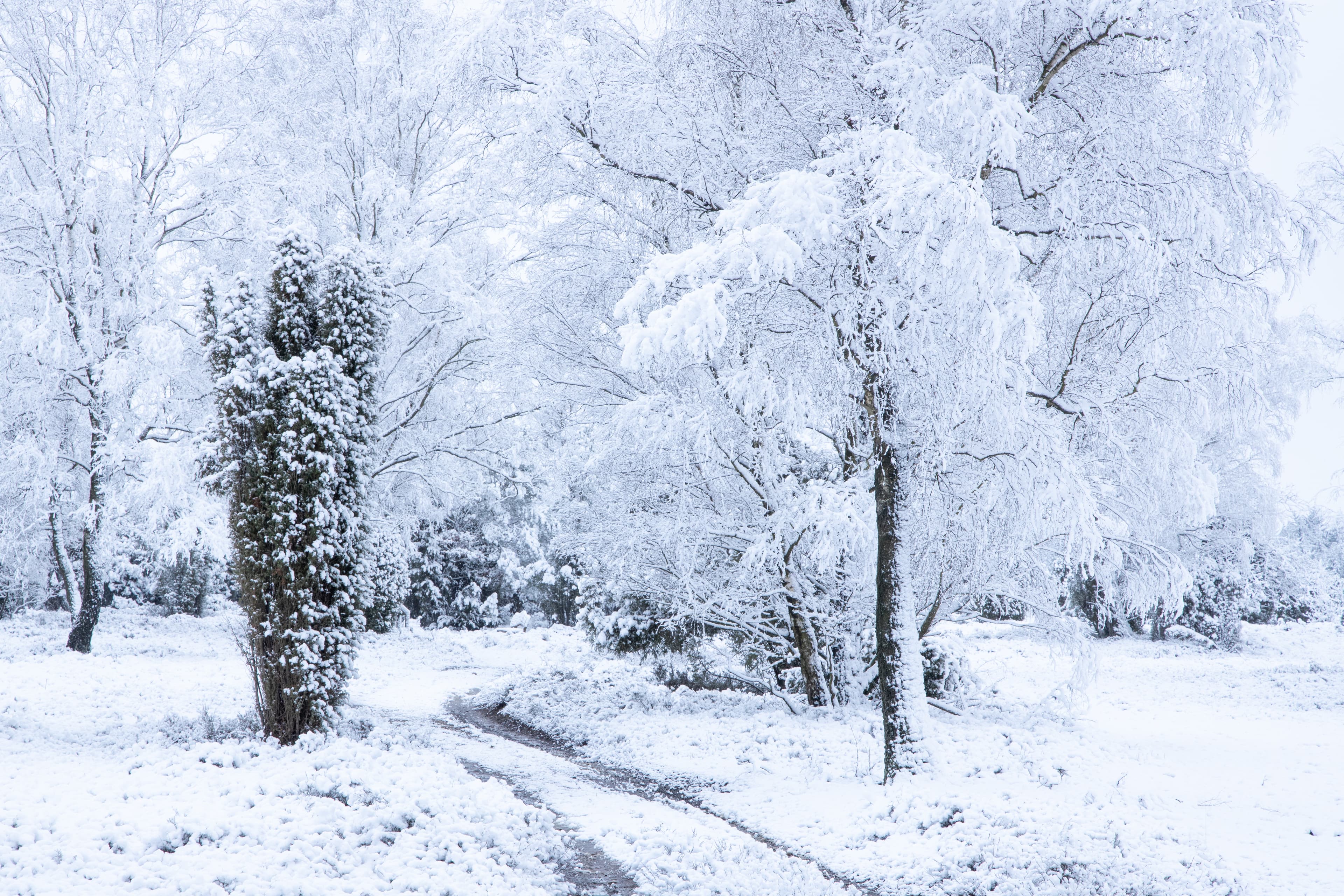 Verschneite Ellerndorfer Wacholderheide in der Lüneburger Heide im Winter