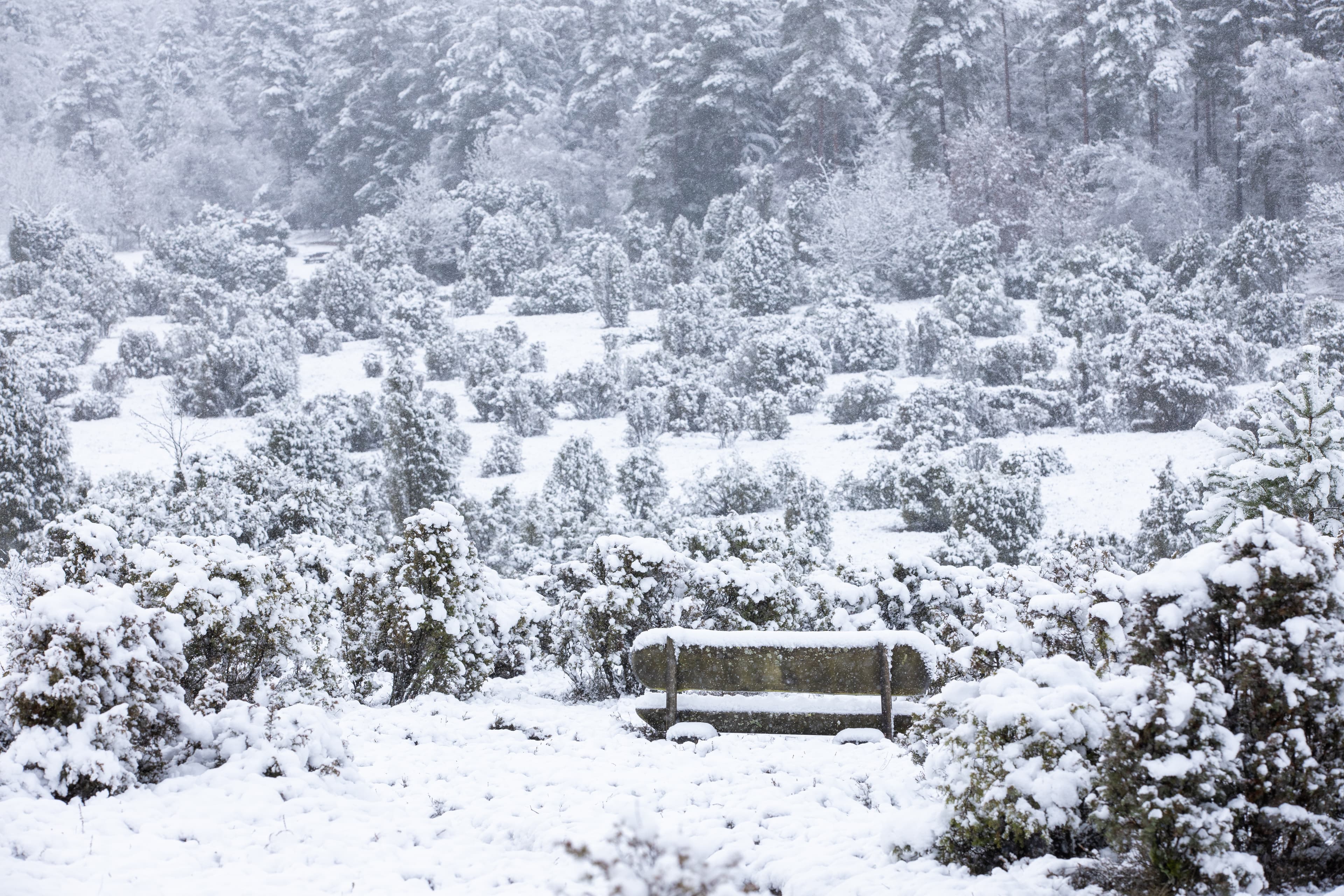 Schneebedeckte Bank in der Ellerndorfer Wacholderheide im Winter in der Lüneburger Heide
