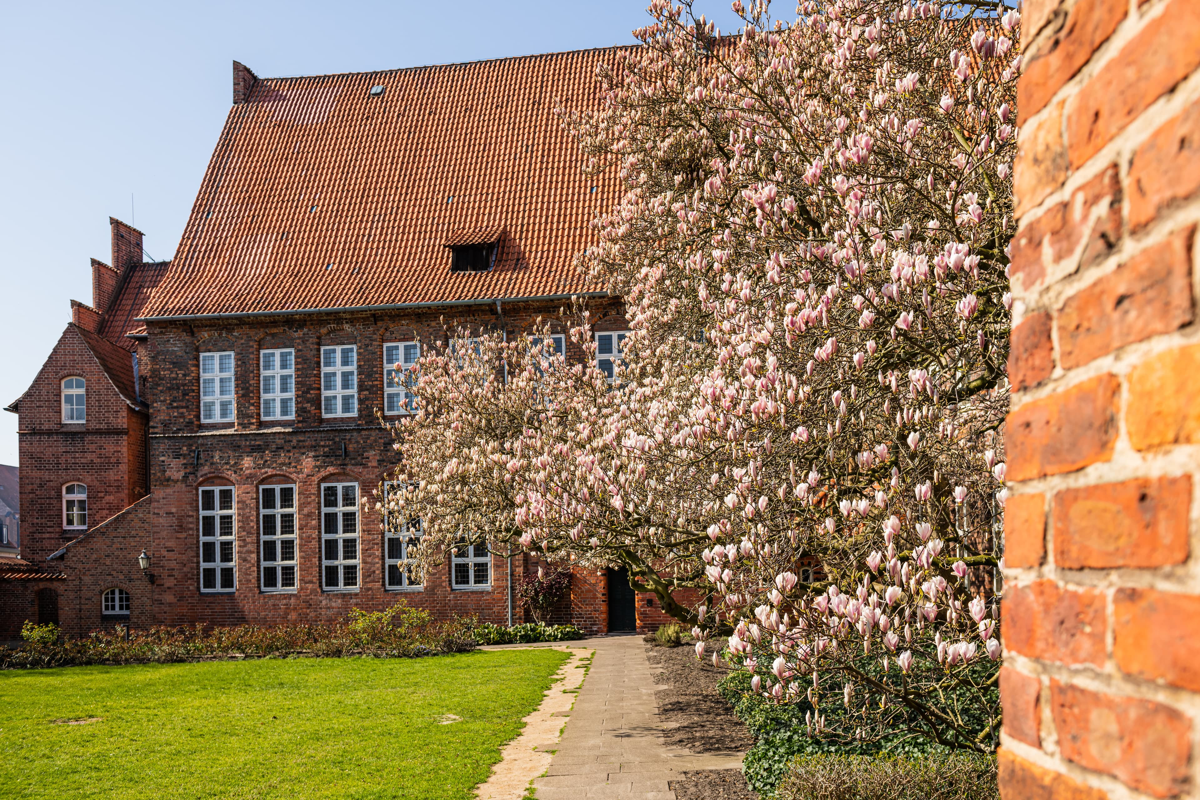 Lüneburg Rathausgarten Magnolienblüte