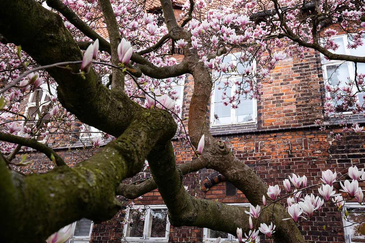 Lüneburg Rathausgarten Magnolienblüte