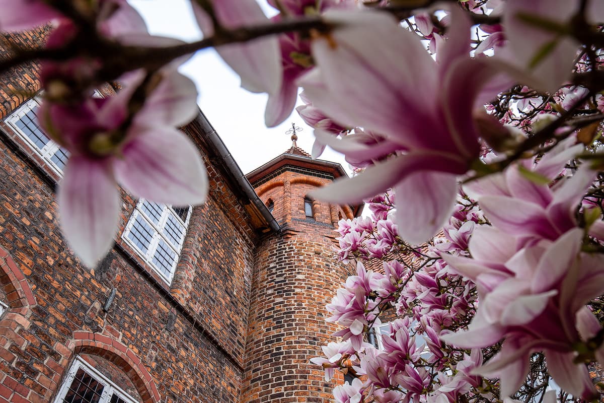 Lüneburg Rathausgarten Magnolien