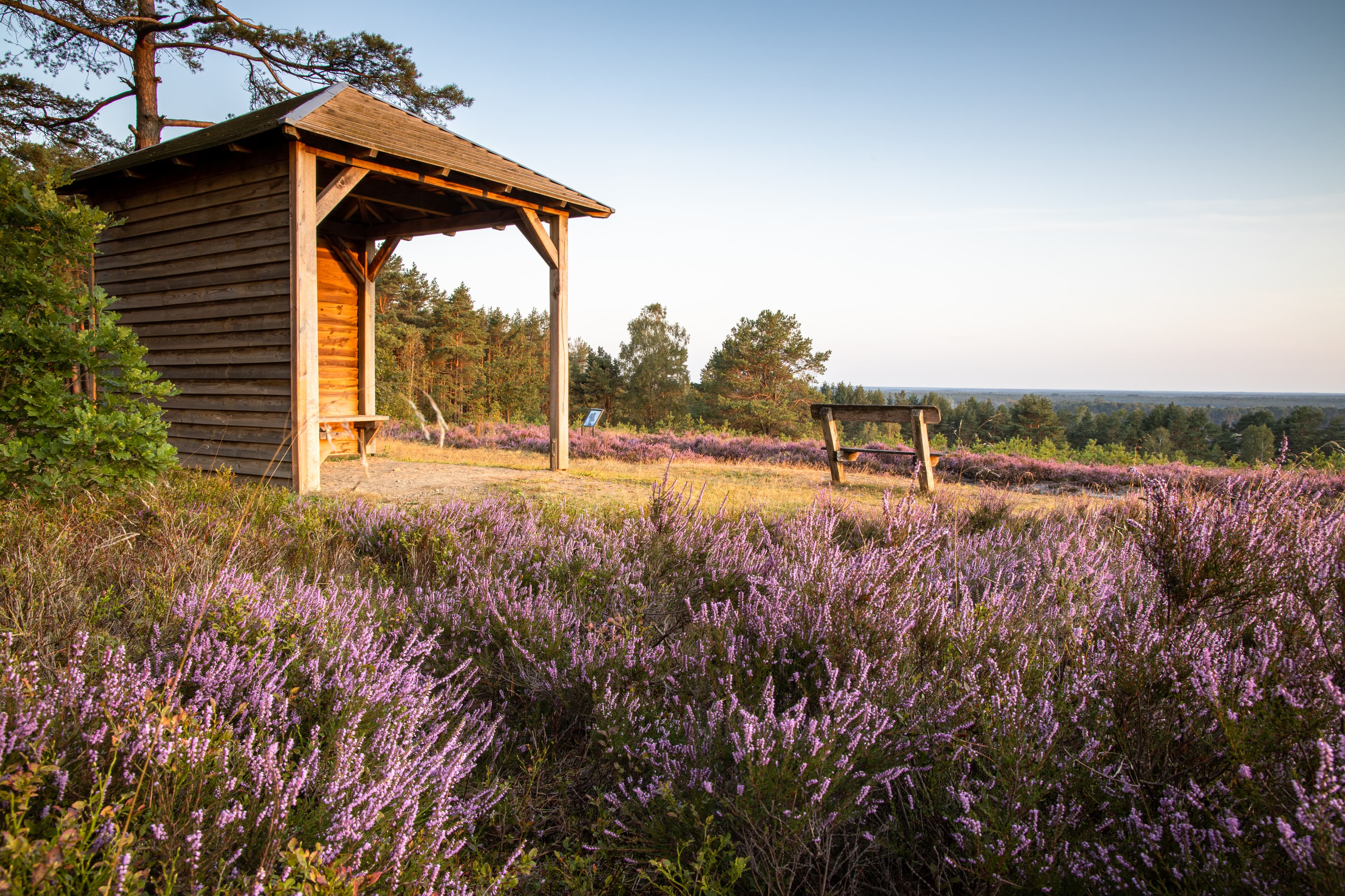 Müden Hausselberg Heideblüte