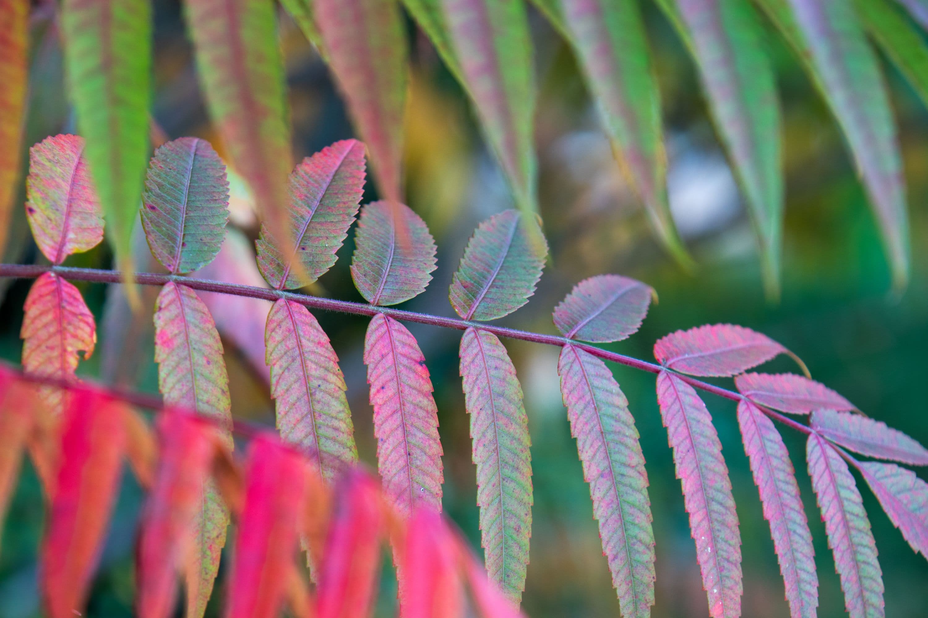 Herbstwanderung auf dem Wanderweg W23 in Jarnsen