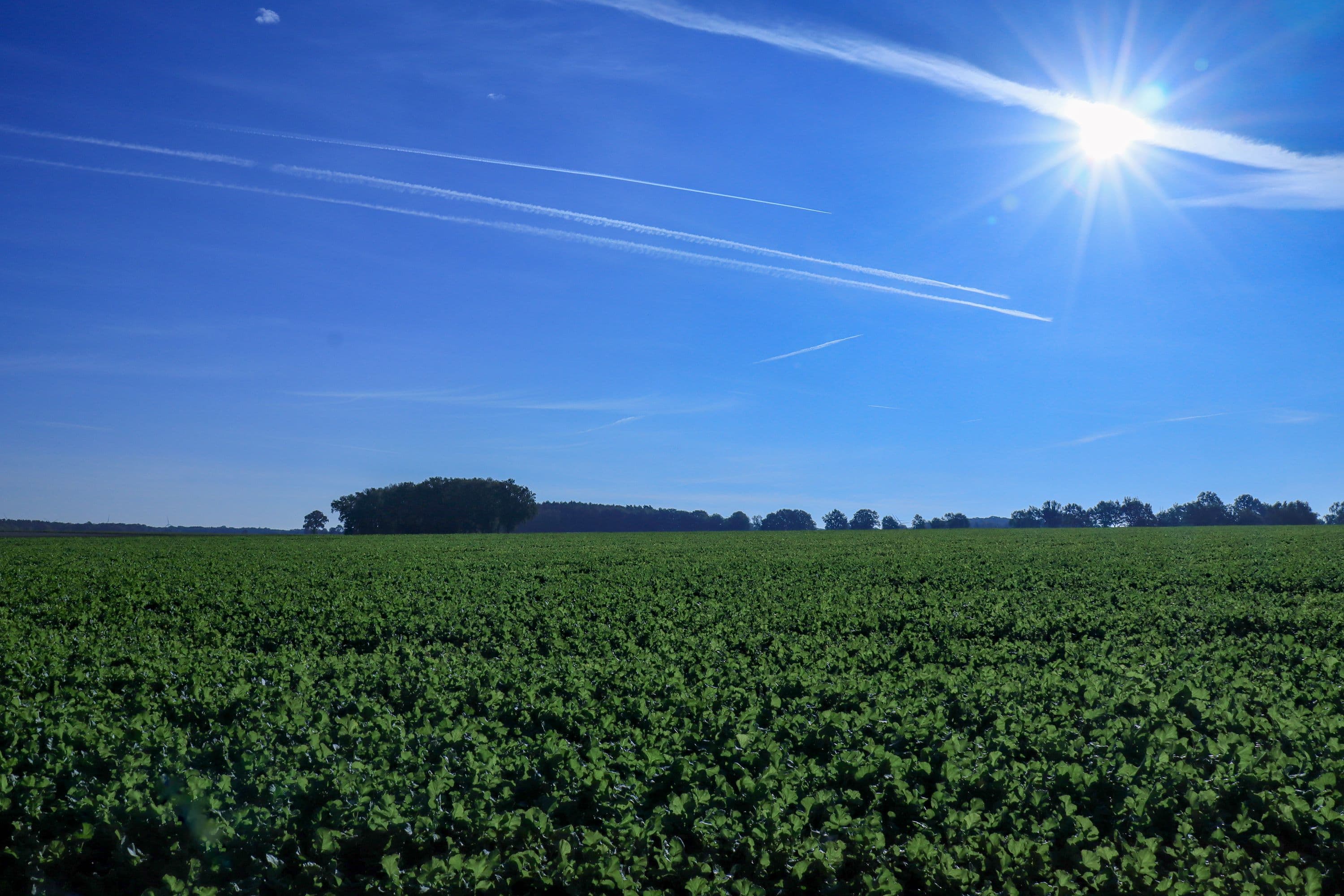 Herbstwanderung W23 bei Jarnsen in der Südheide