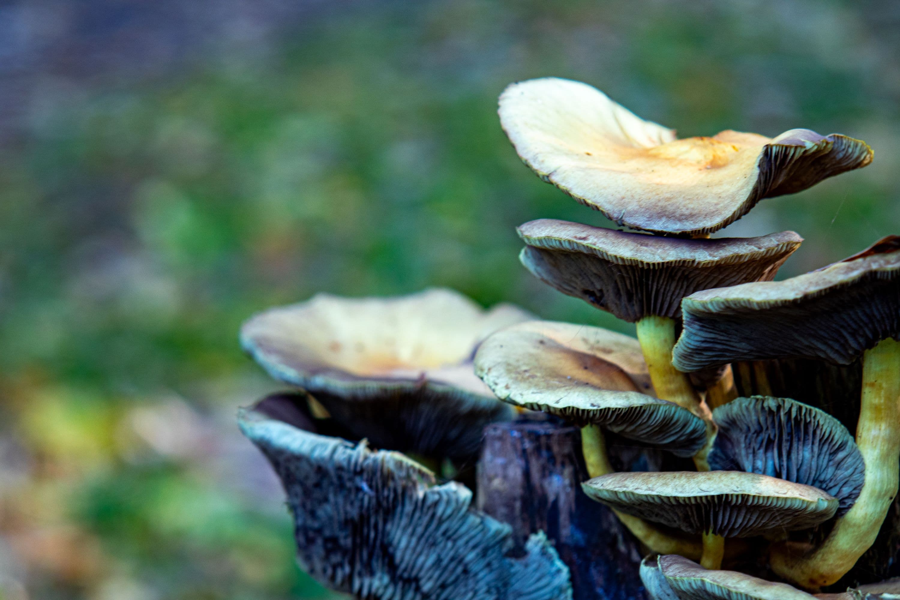 Herbstliche Entdeckungen auf dem Wanderweg W23 bei Jarnsen