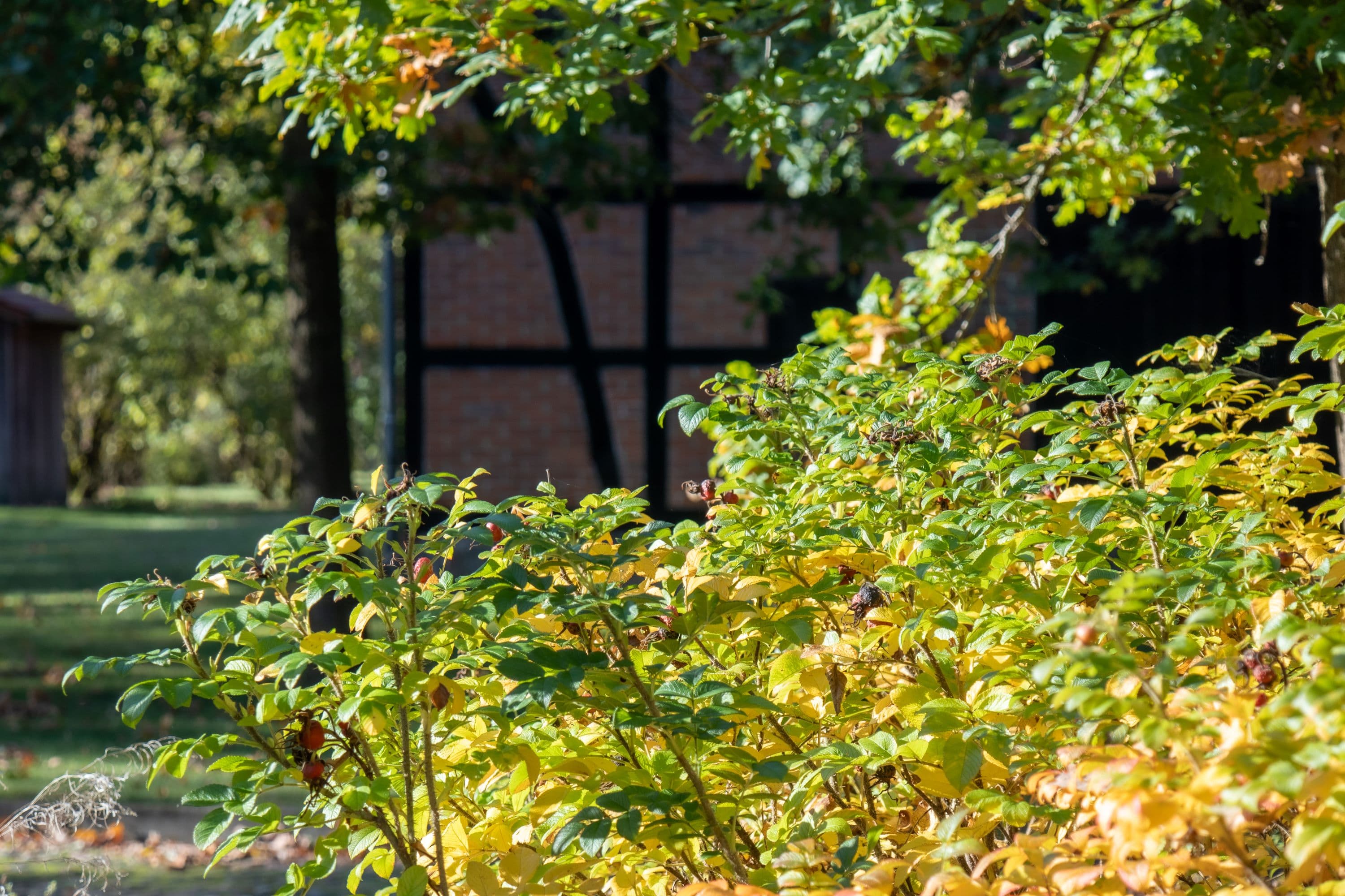 Herbstliches Jarnsen bei Lachendorf auf dem Wanderweg W23