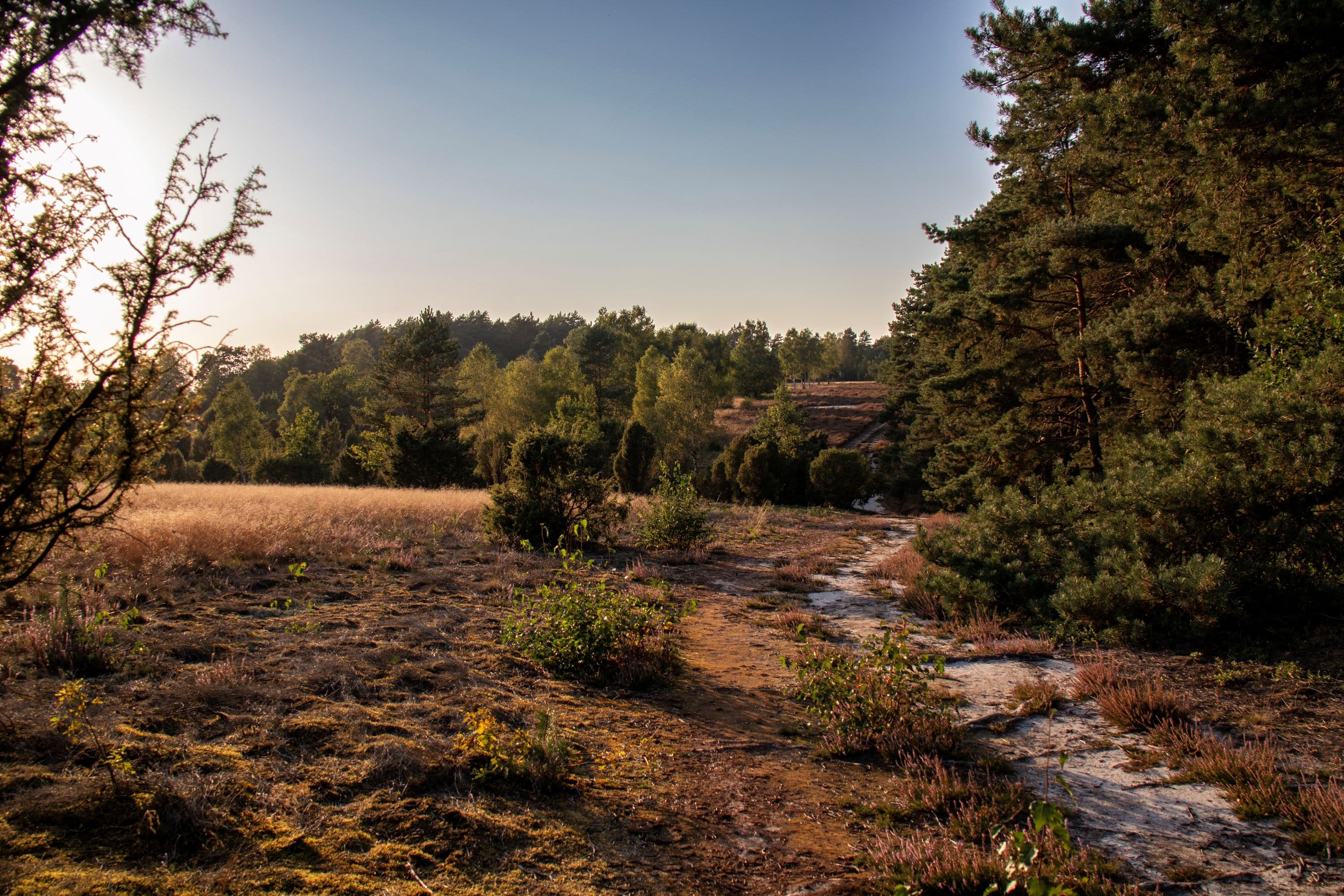 Abendliche Stimmung am Schillohsberg in der Südheide