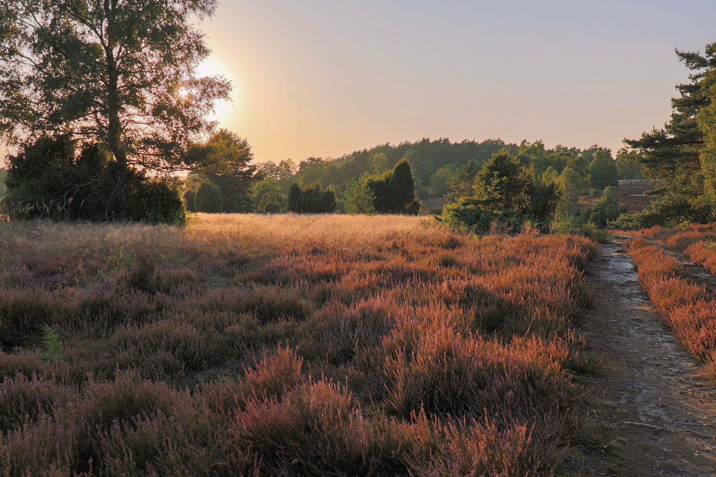 Abendstimmung am Schillohsberg bei Lutterloh