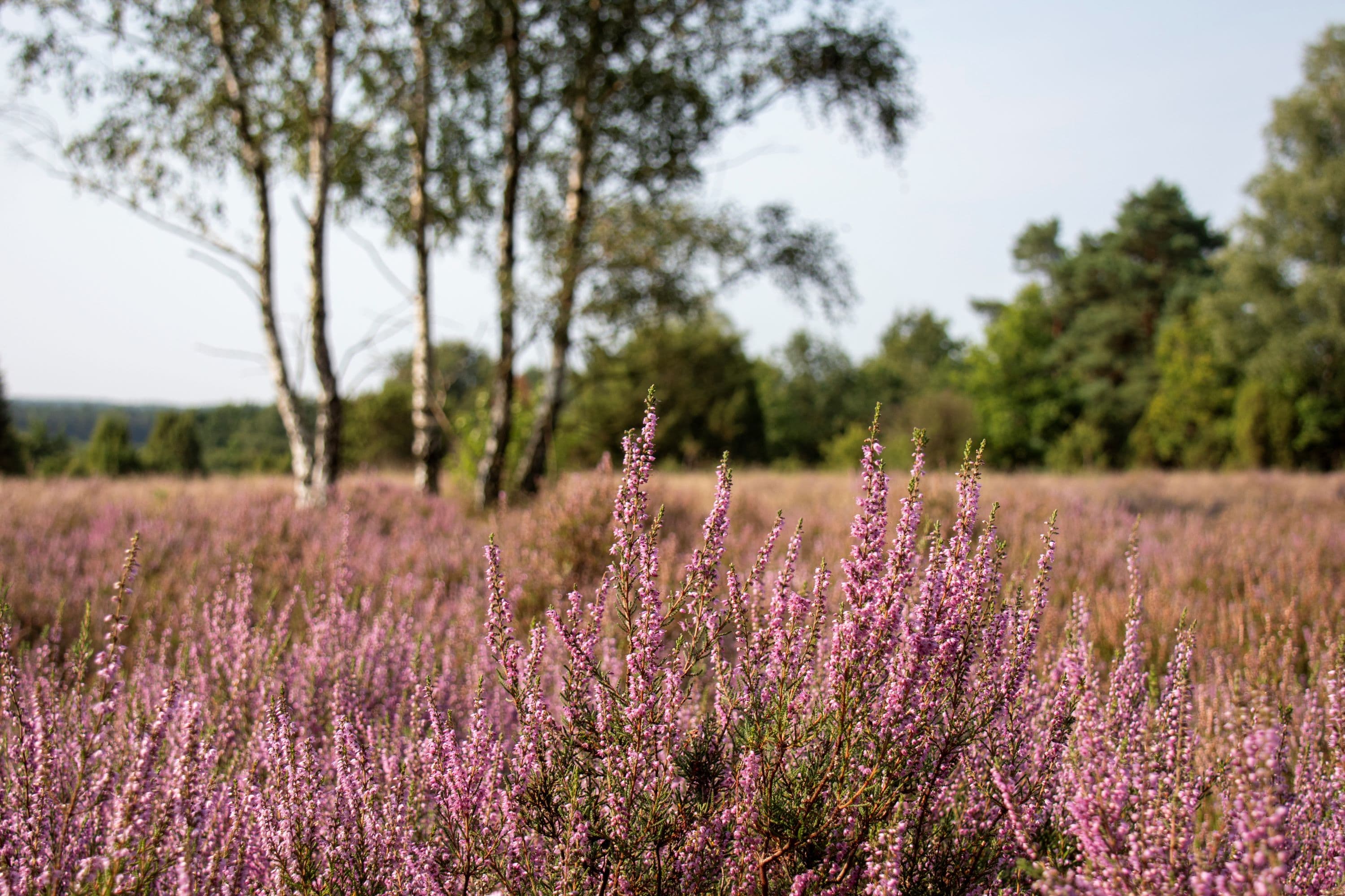 Heide am Schillohsberg in der Südheide