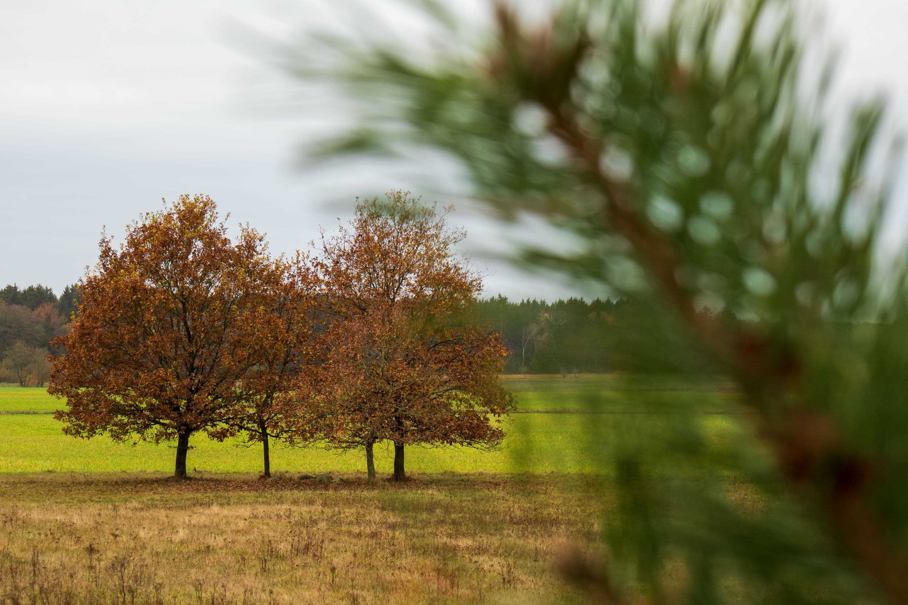 Herbstliche Wanderung entlang des Heidschnuckenweges bei Schmarbeck