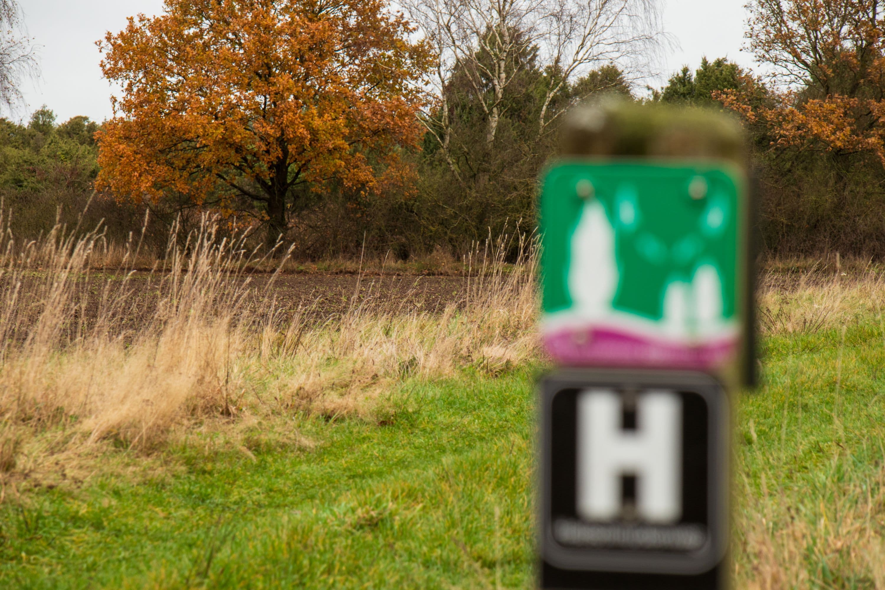 Heidschnuckenweg am Wacholderwald bei Schmarbeck