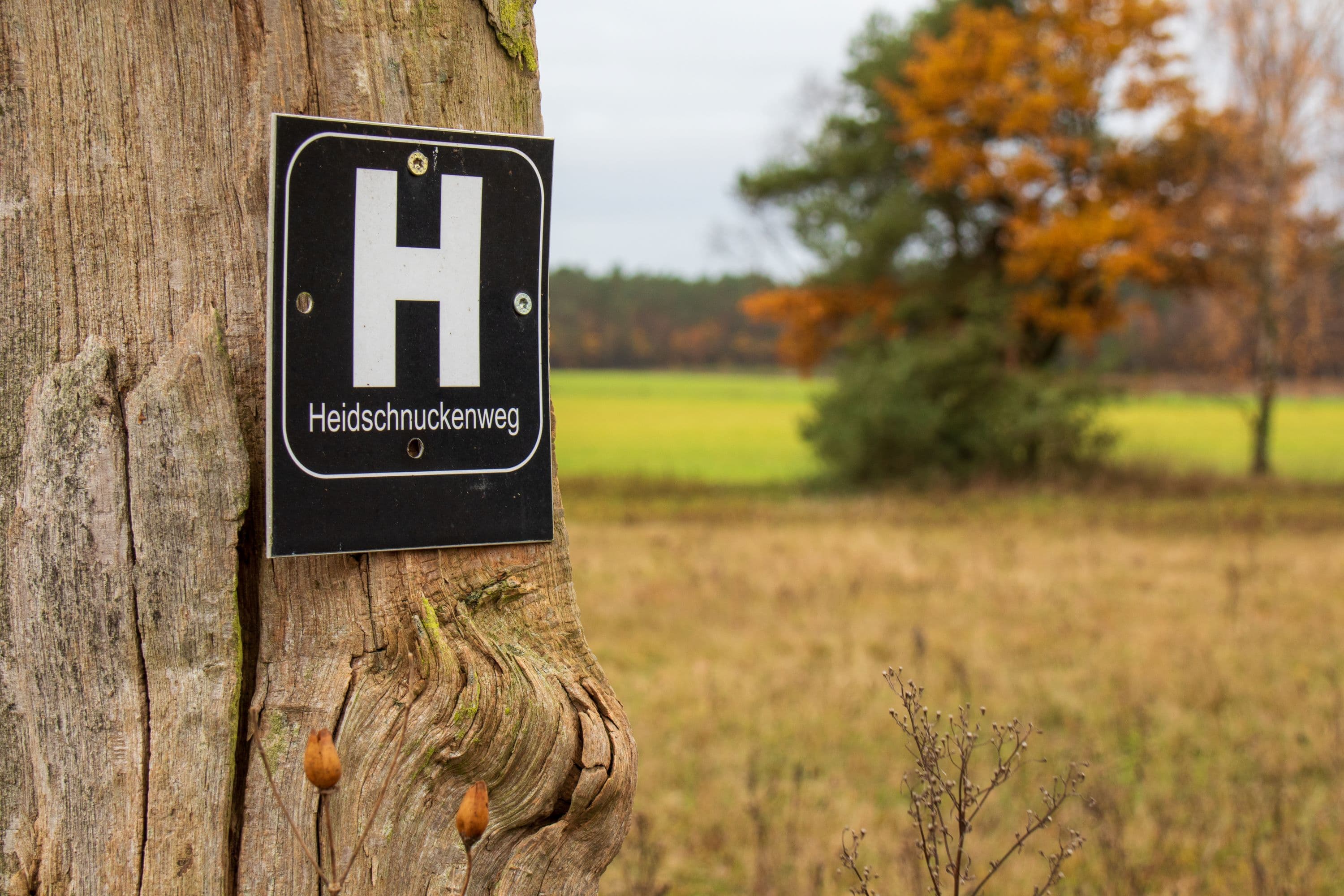 Im Herbst auf dem Heidschnuckenweg bei Schmarbeck wandern