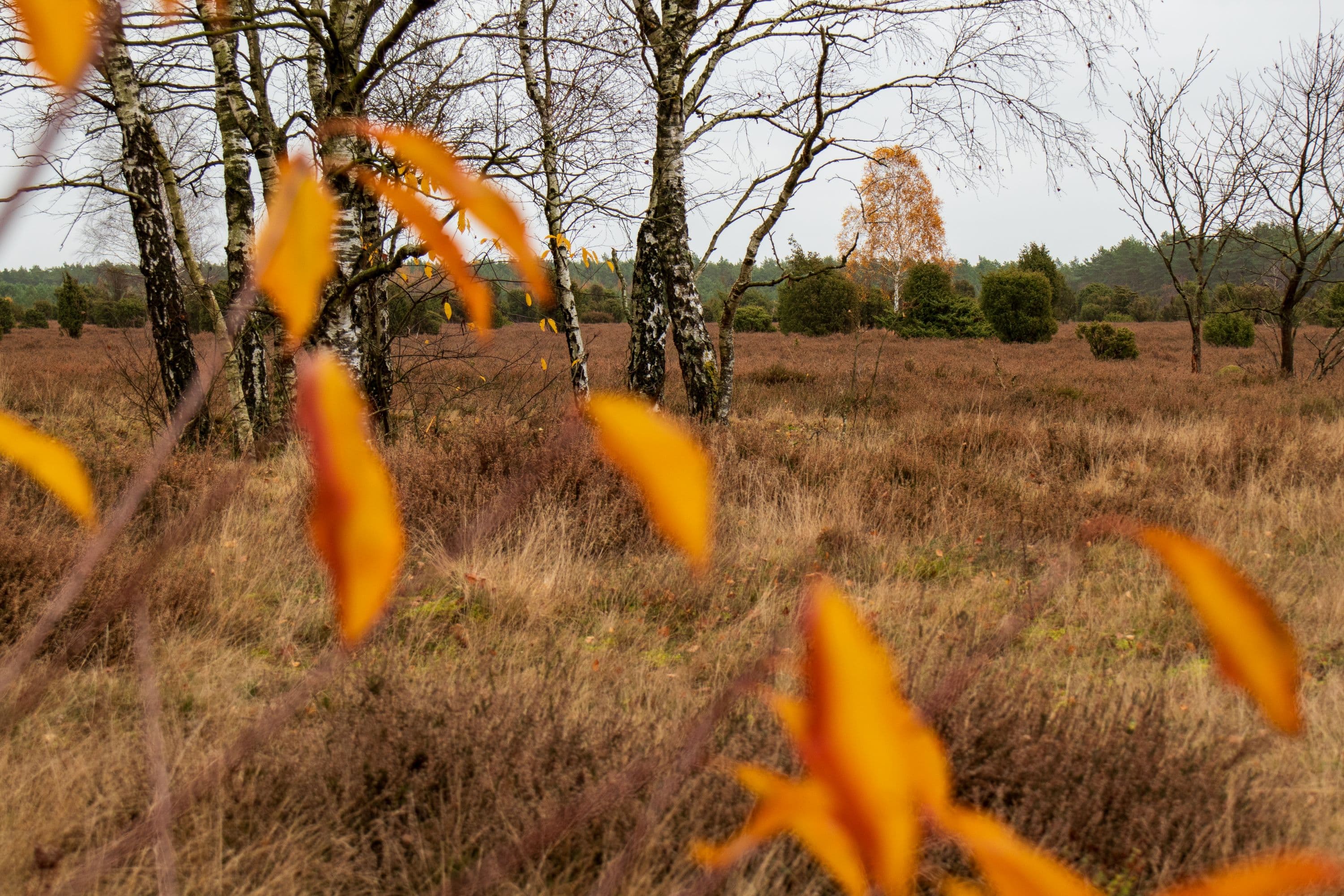 Goldener Herbst im Wacholderwald Schmarbeck
