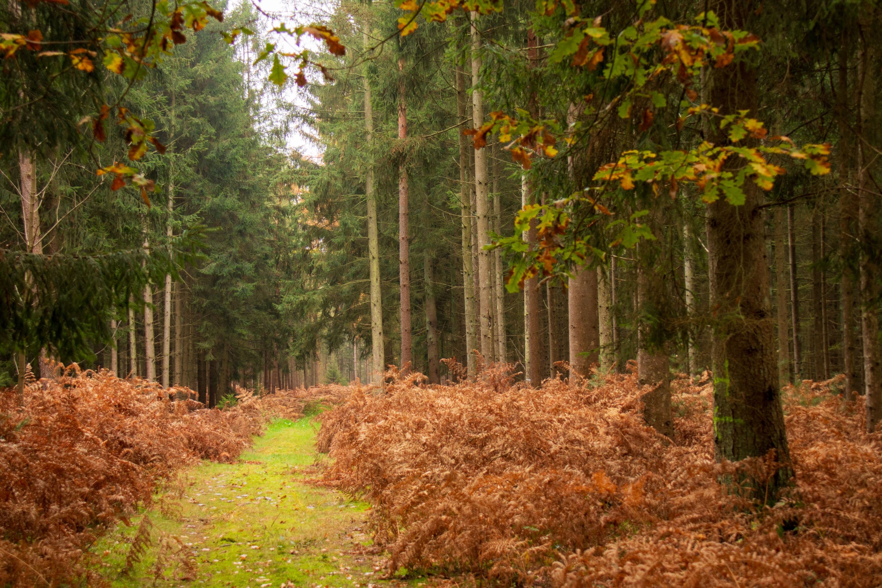 Wanderung W6 im herbstlichen Wald