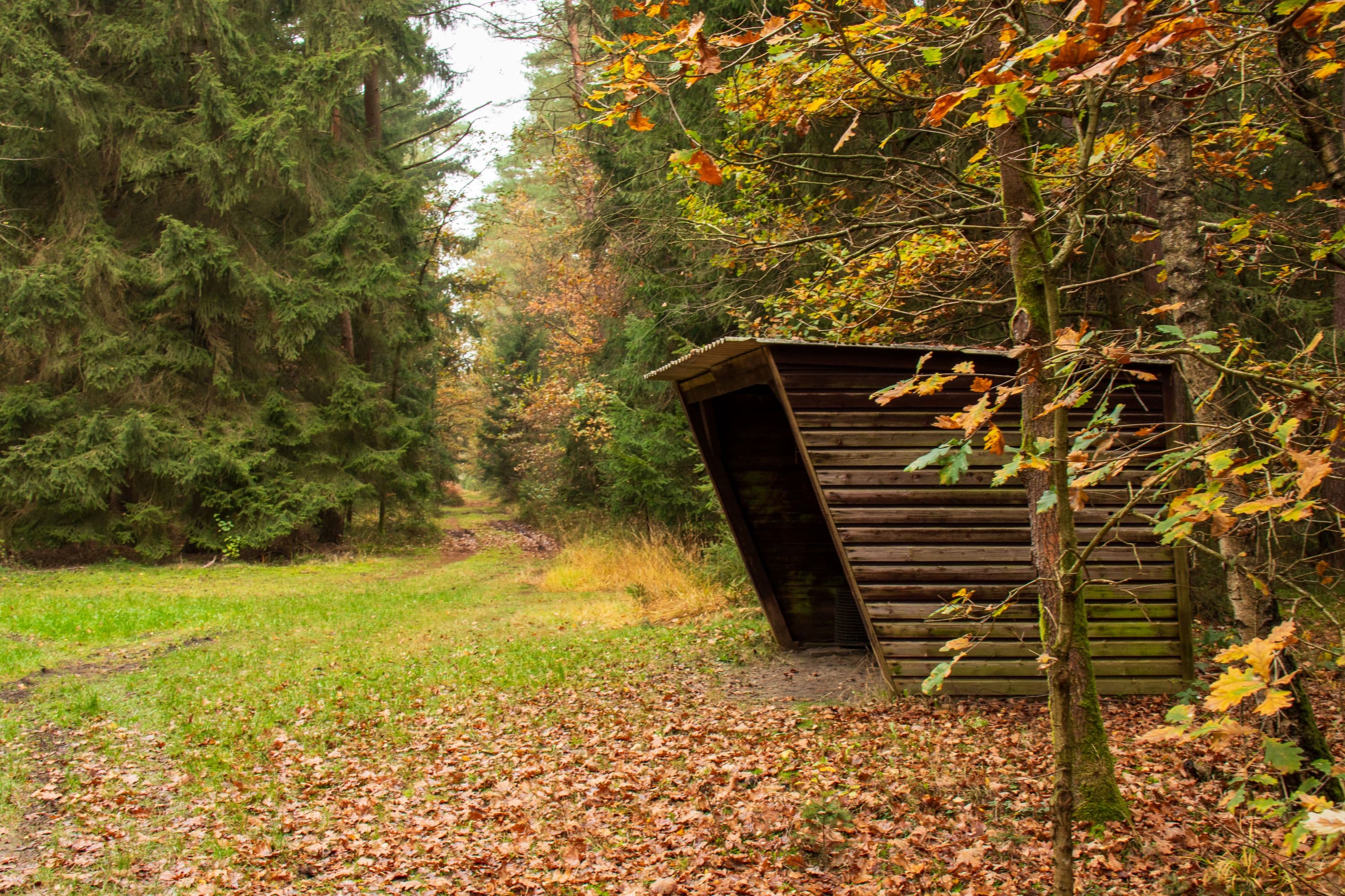 Schutzhütte im herbstlichen Wald
