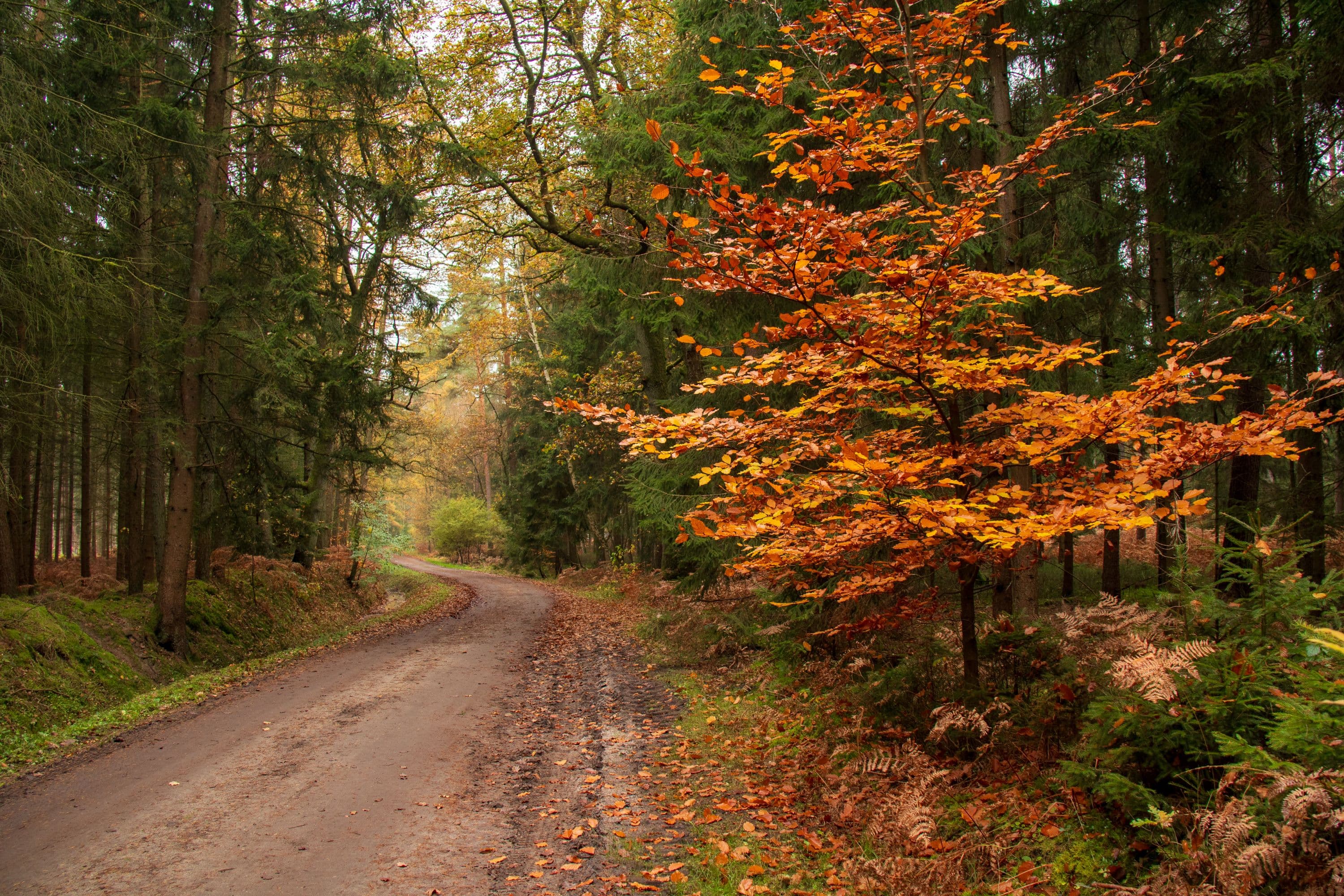 Den goldenen Herbst auf der Wanderung W6 erleben