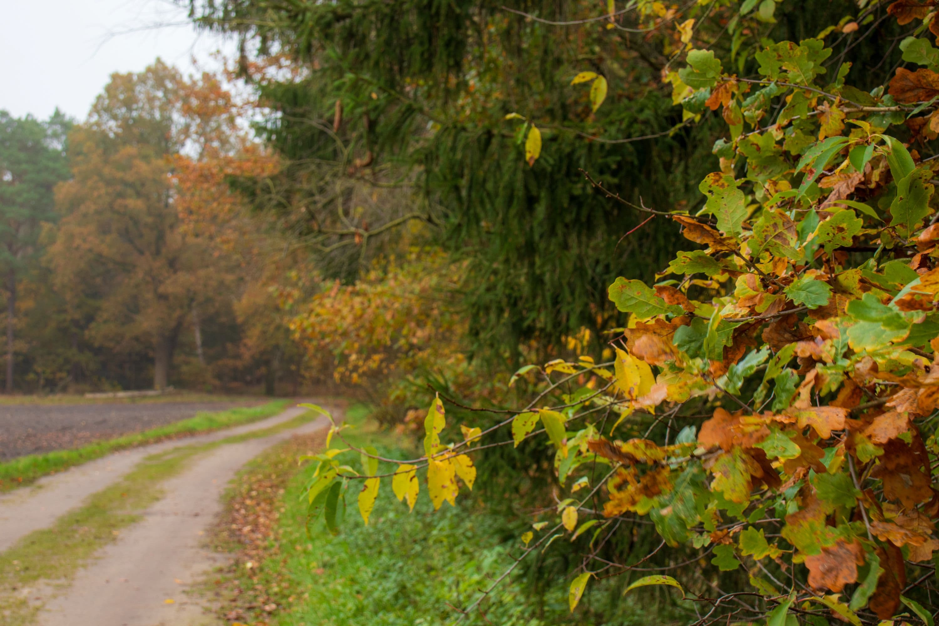 Herbststimmung auf dem Wanderweg W6