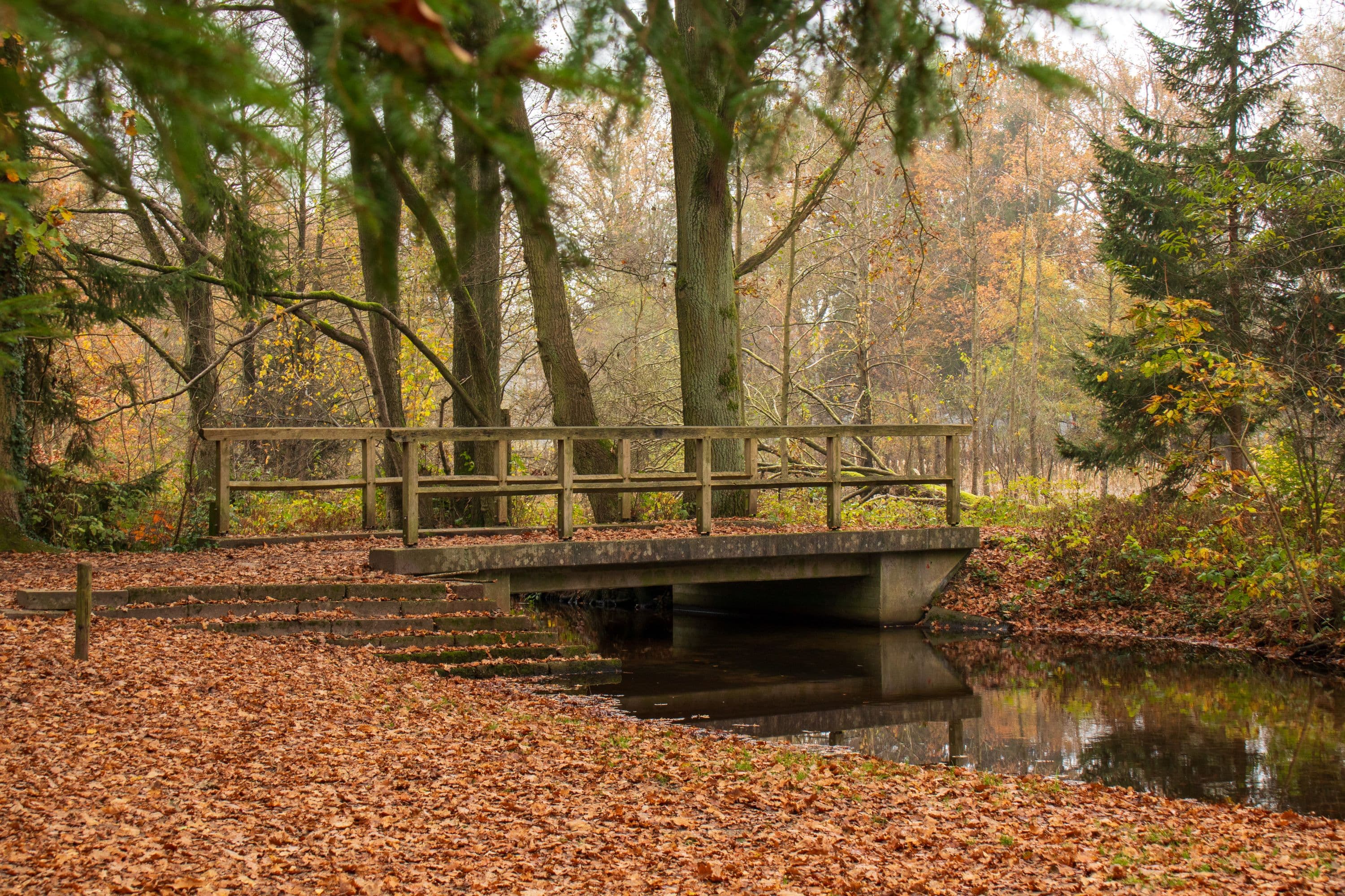 Im Herbst am Weesener Bach bei Hermannsburg wandern