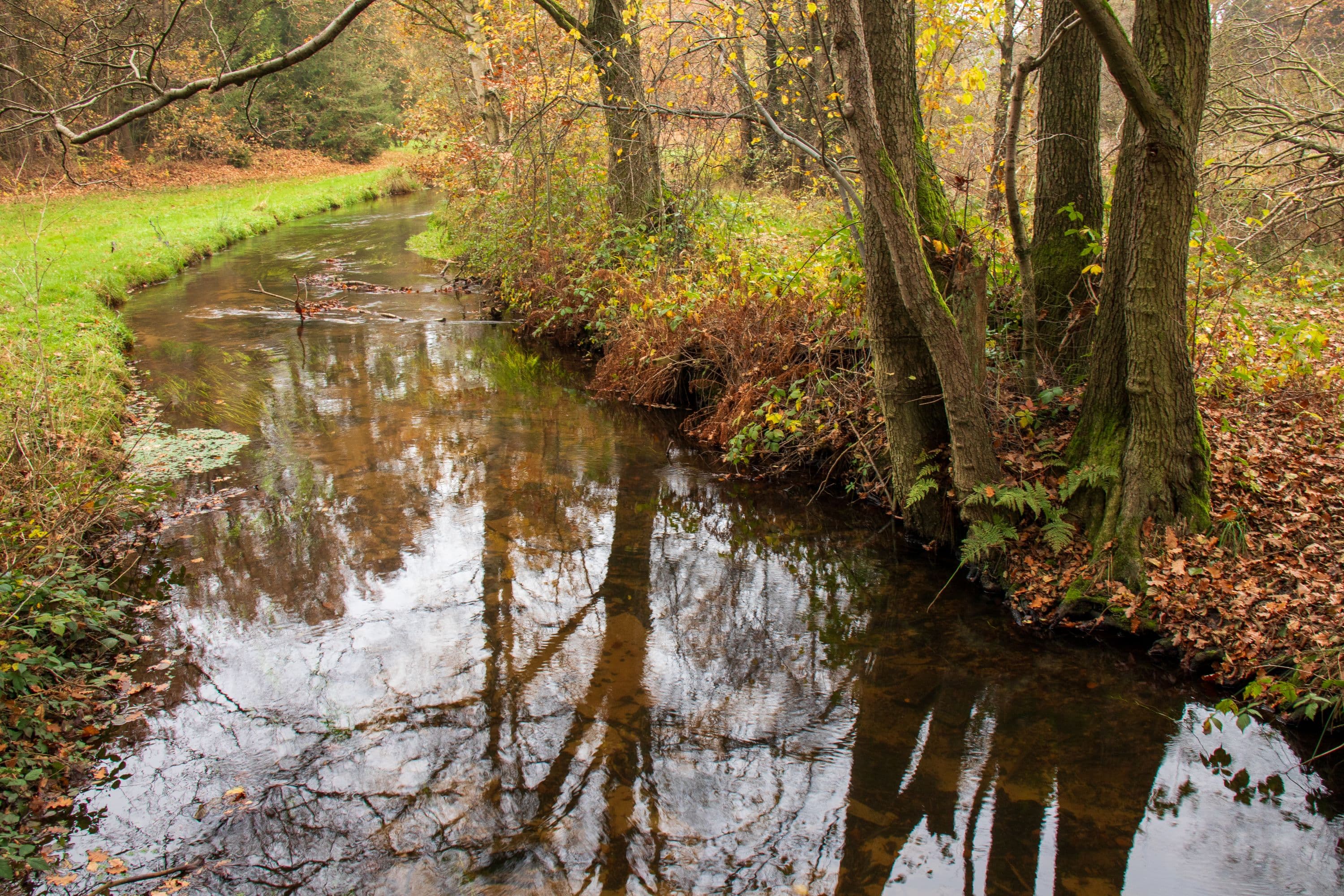 Weesener Bach im Herbst
