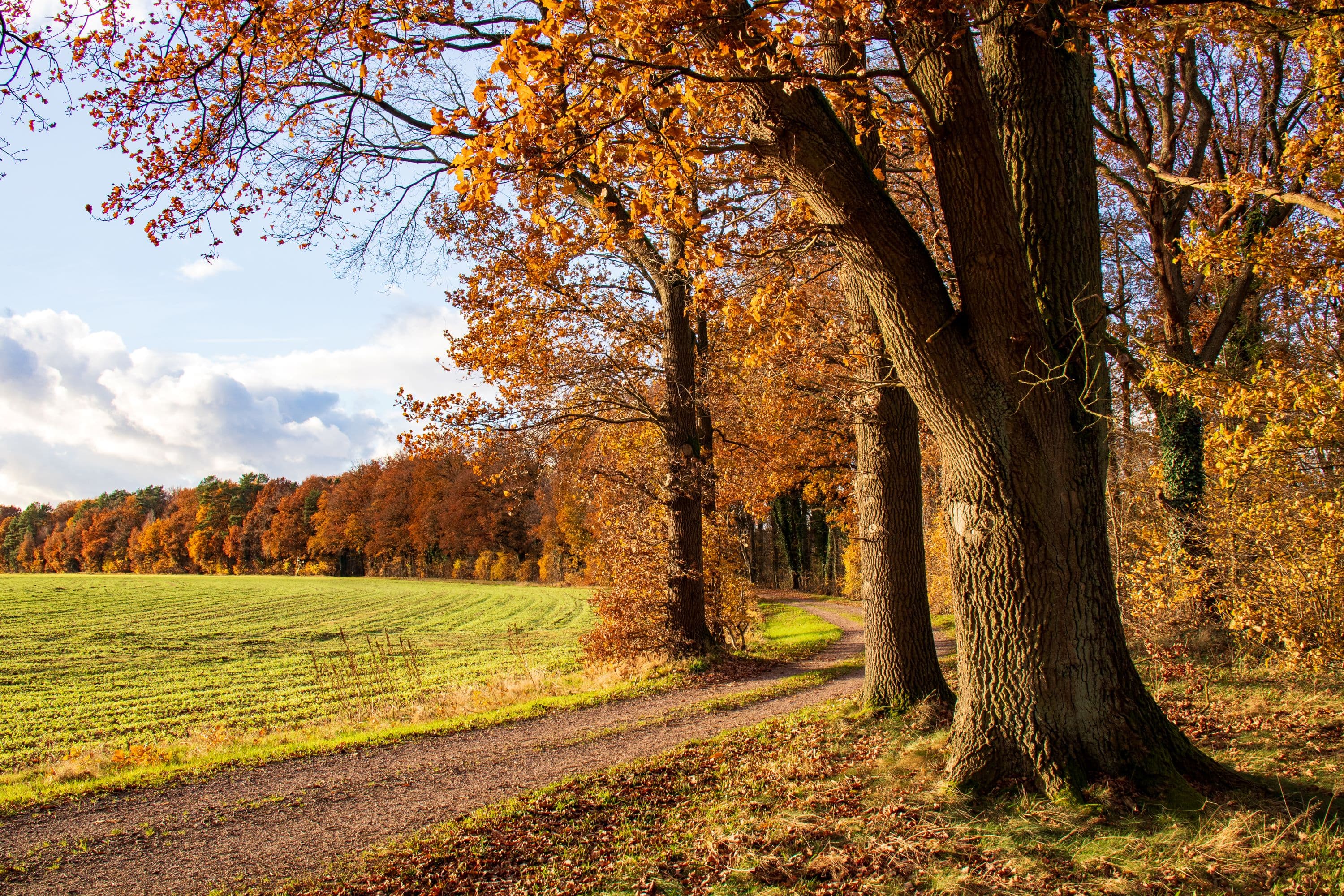 Goldener Herbst in der Hornbosteler Hutweide