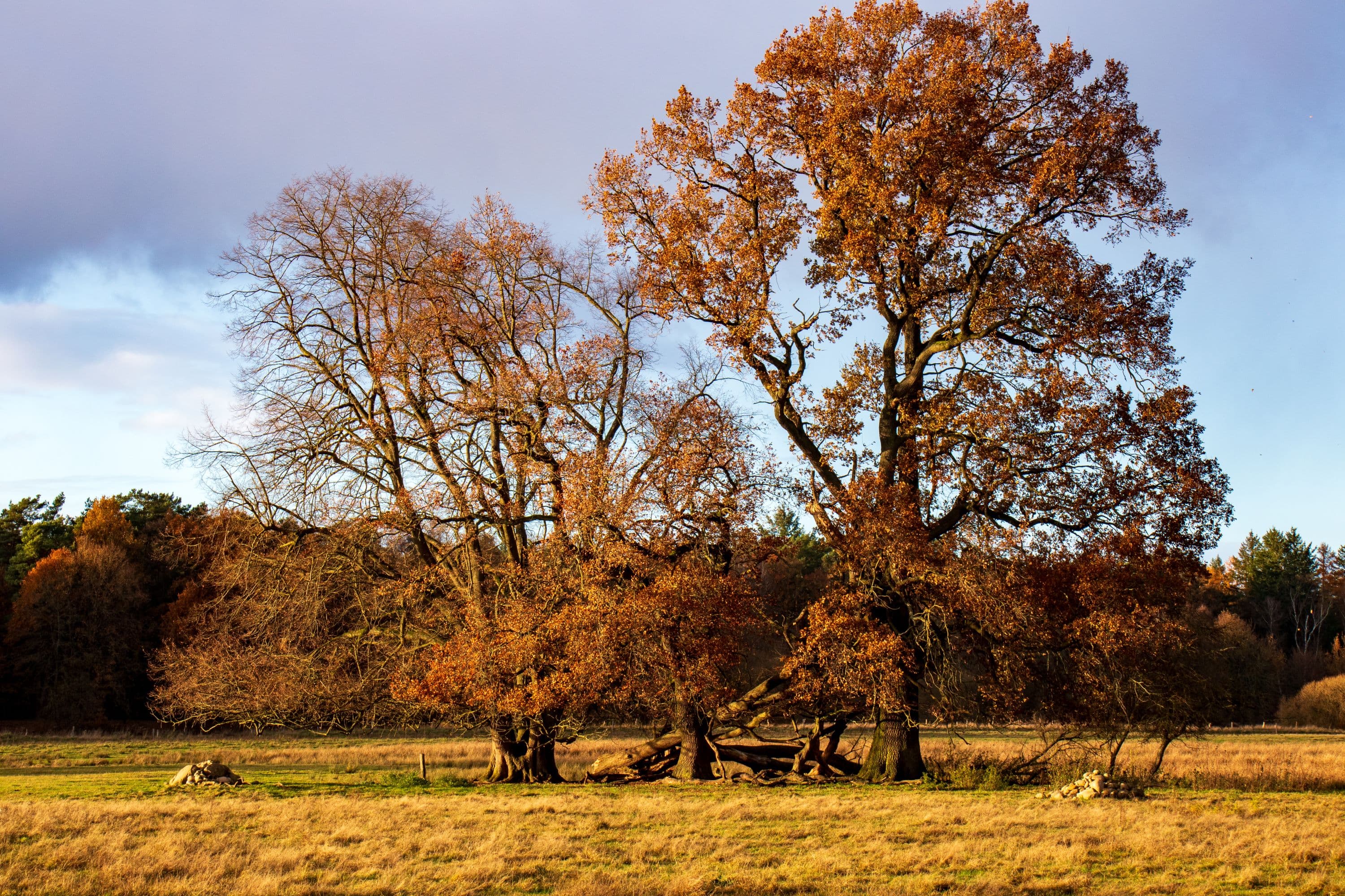 Herbststimmung in der Hornbosteler Hutweide
