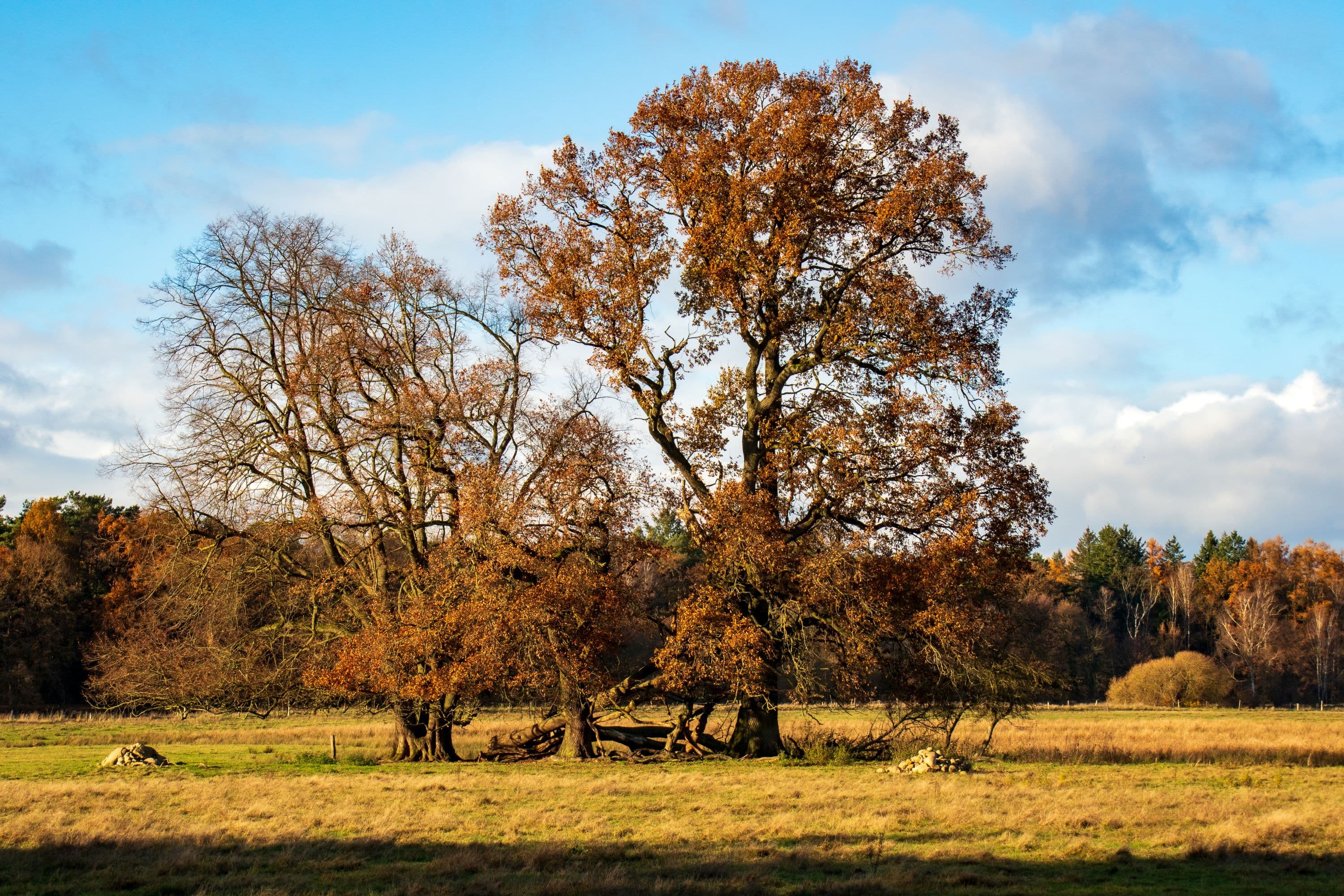 Hornbosteler Hutweide im Herbst