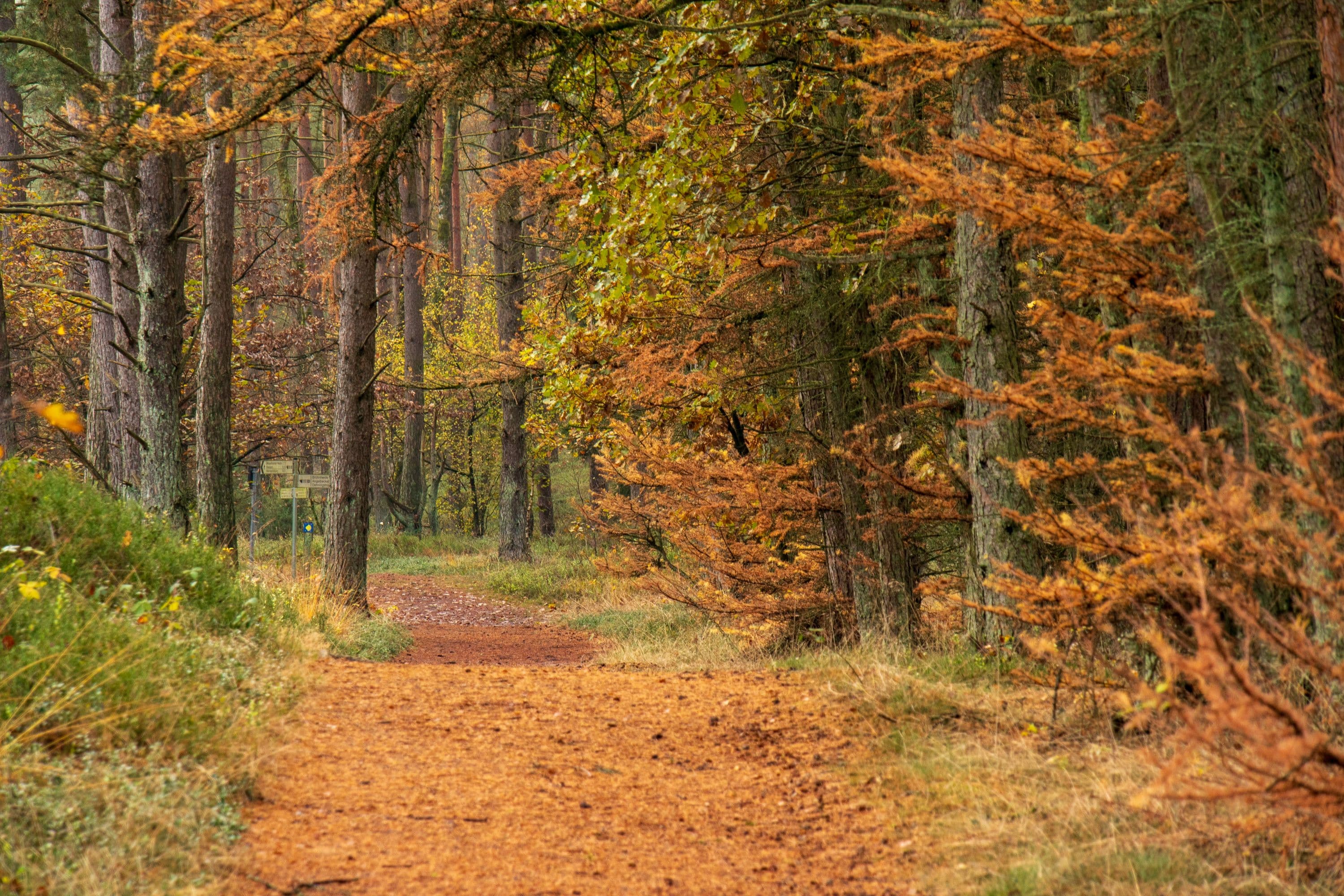 Herbstliche Wanderung im Tiefental