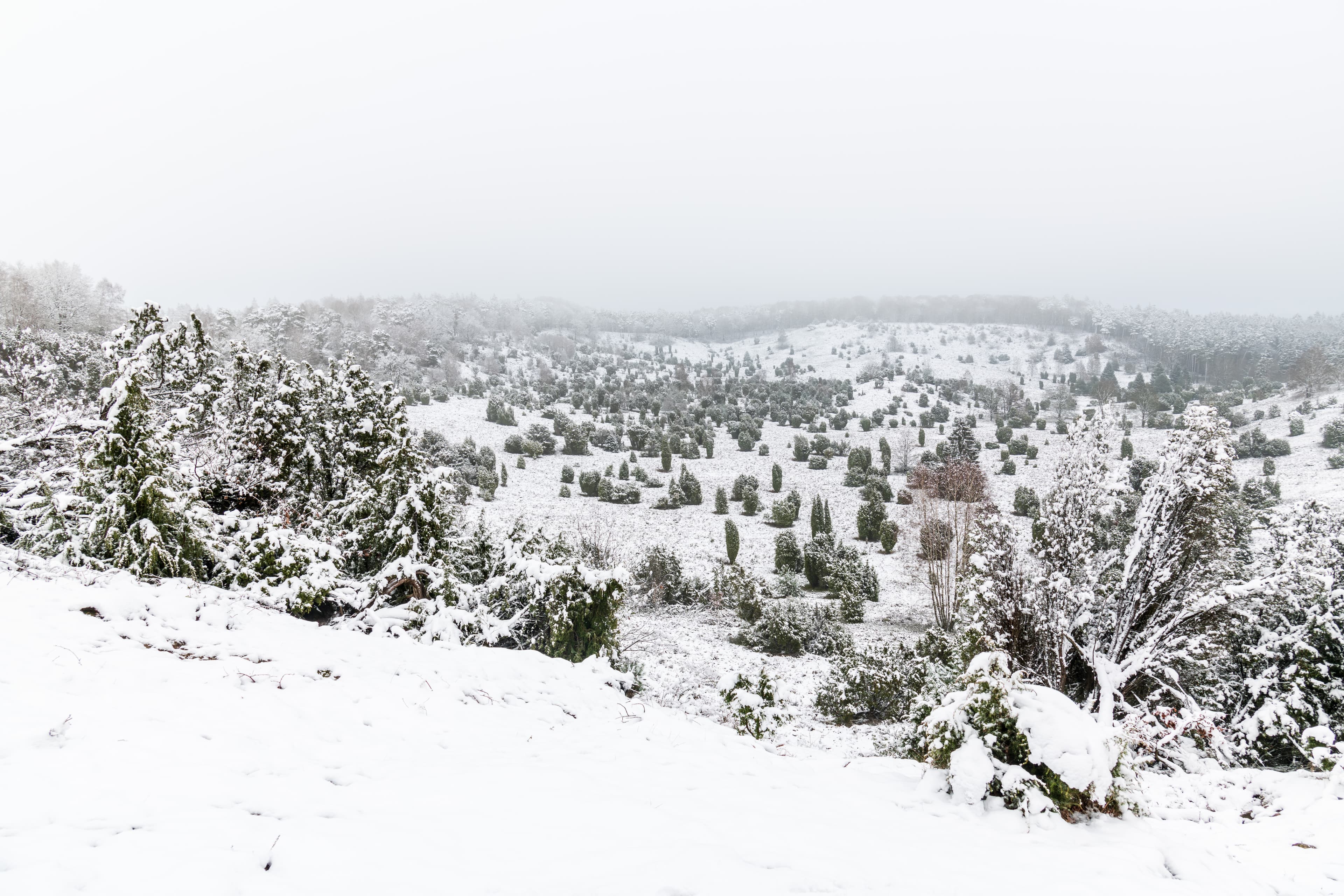 Totengrund am Heidschnuckenweg im Winter in der Lüneburger Heide , Winterwandern, Winterurlaub