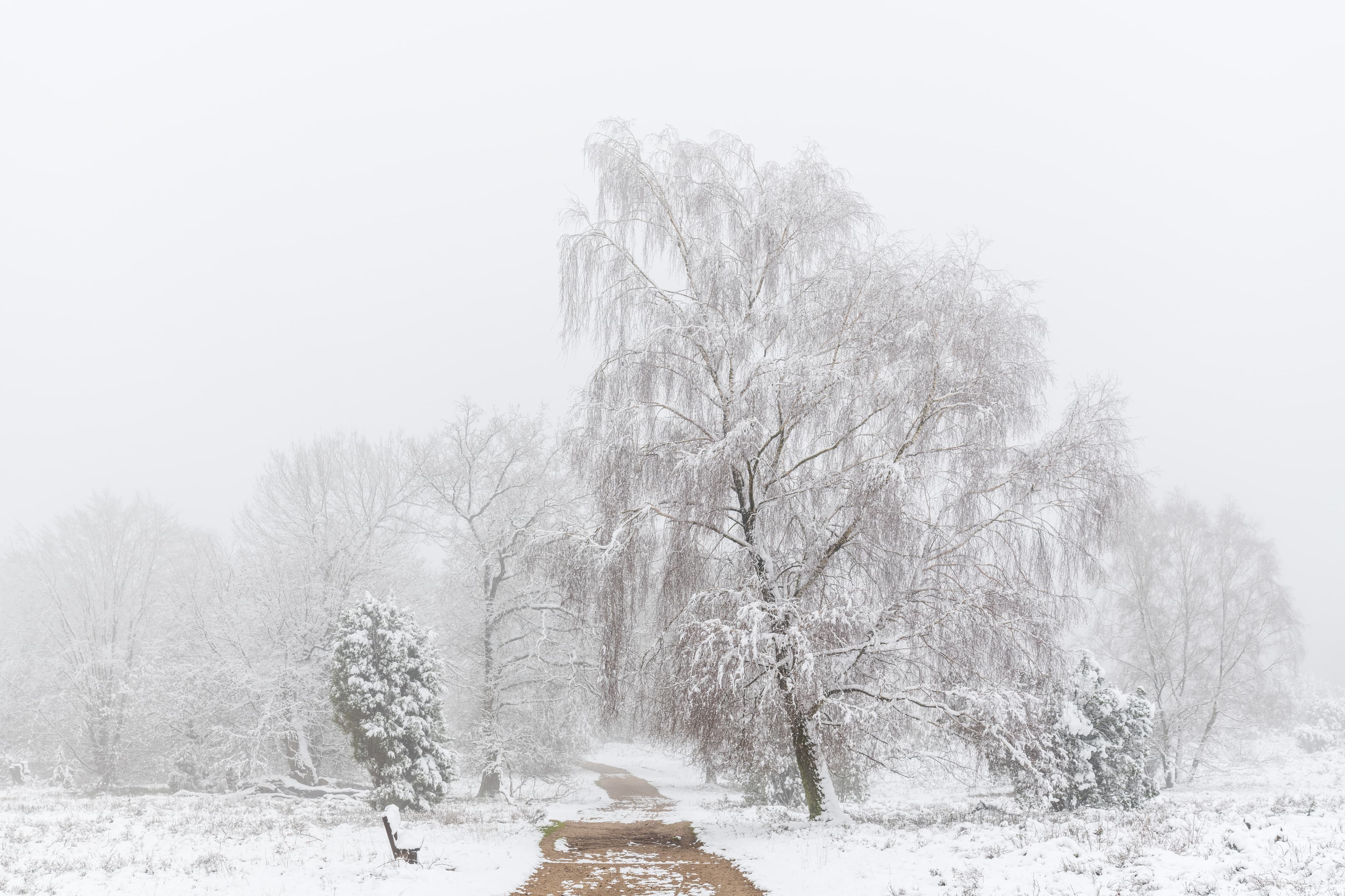Wilseder Berg im Naturschutzgebiet im Winter in der Lüneburger Heide, Schnee, Winterurlaub, Winterwandern