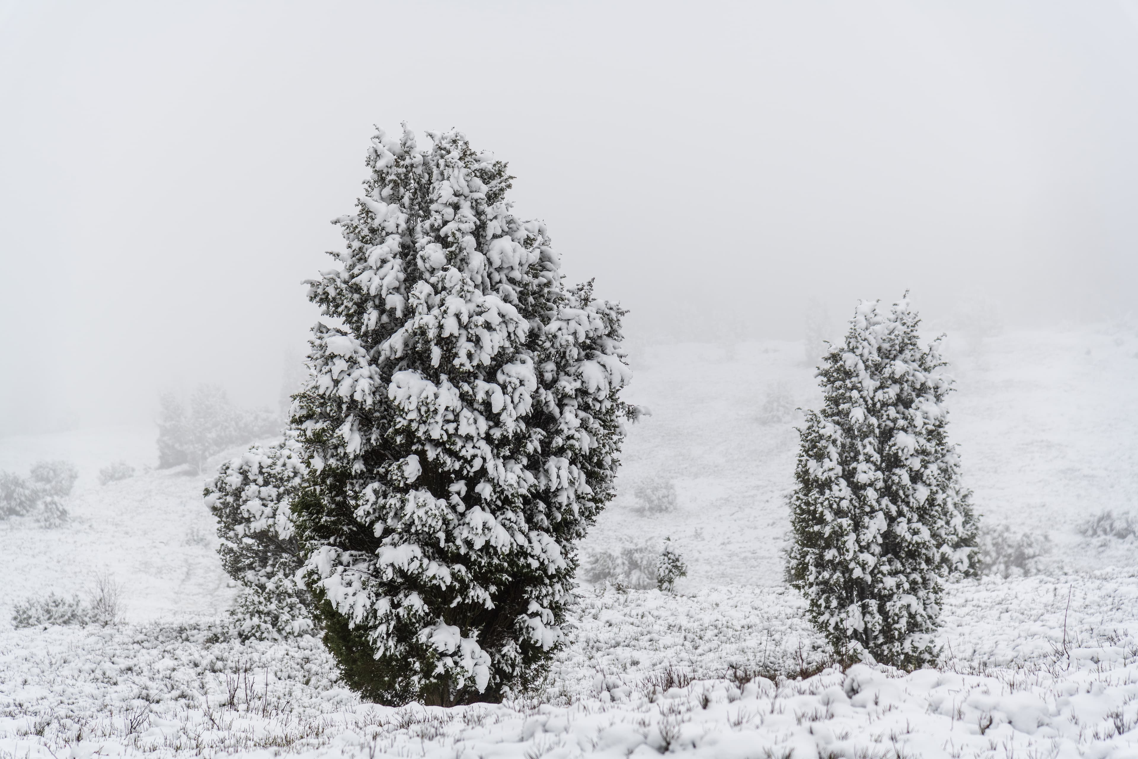 Schneebedeckte Wacholder am Wilseder Berg im Winter in der Lüneburger Heide am Heidschnuckenweg