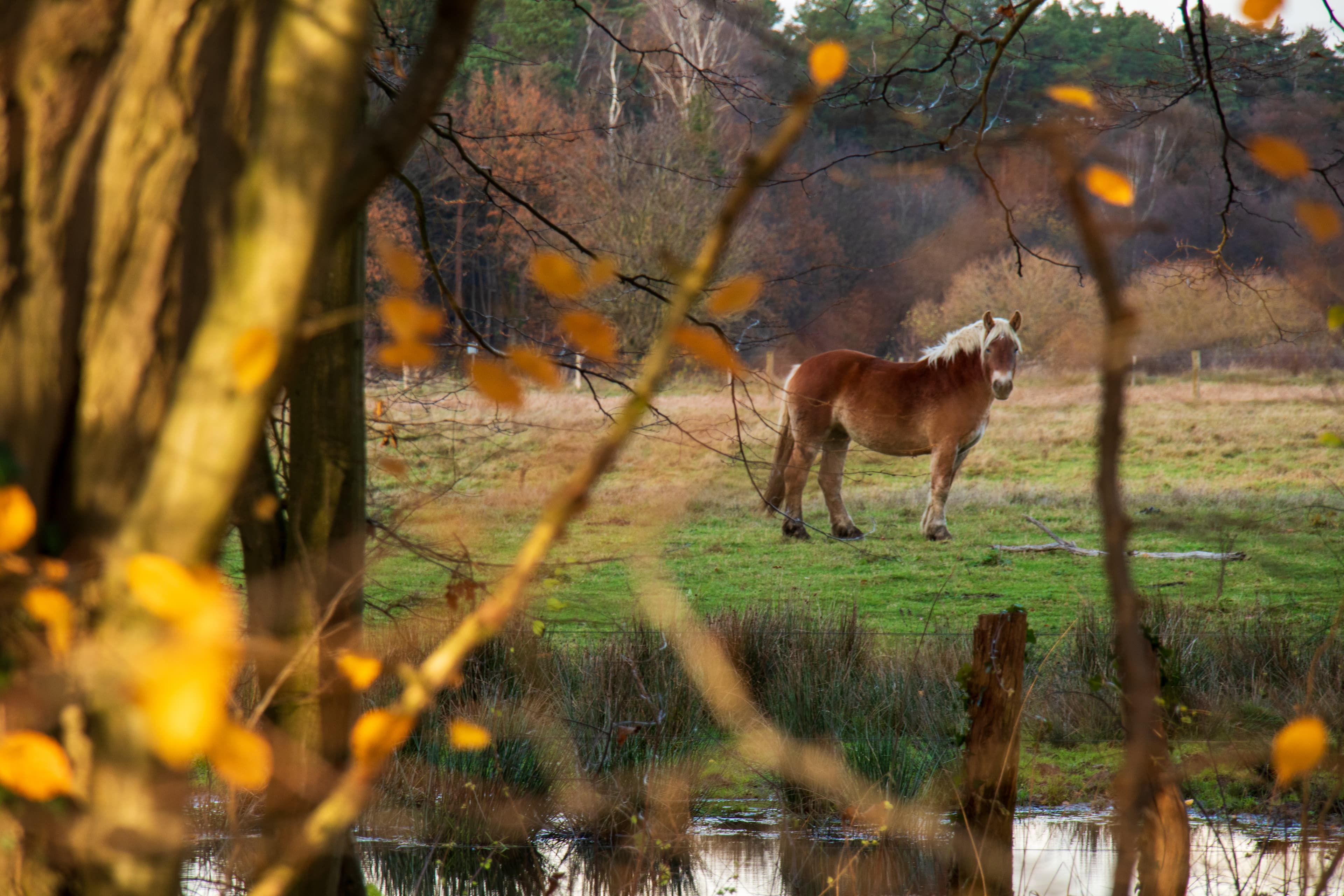 Hornbosteler Hutweide