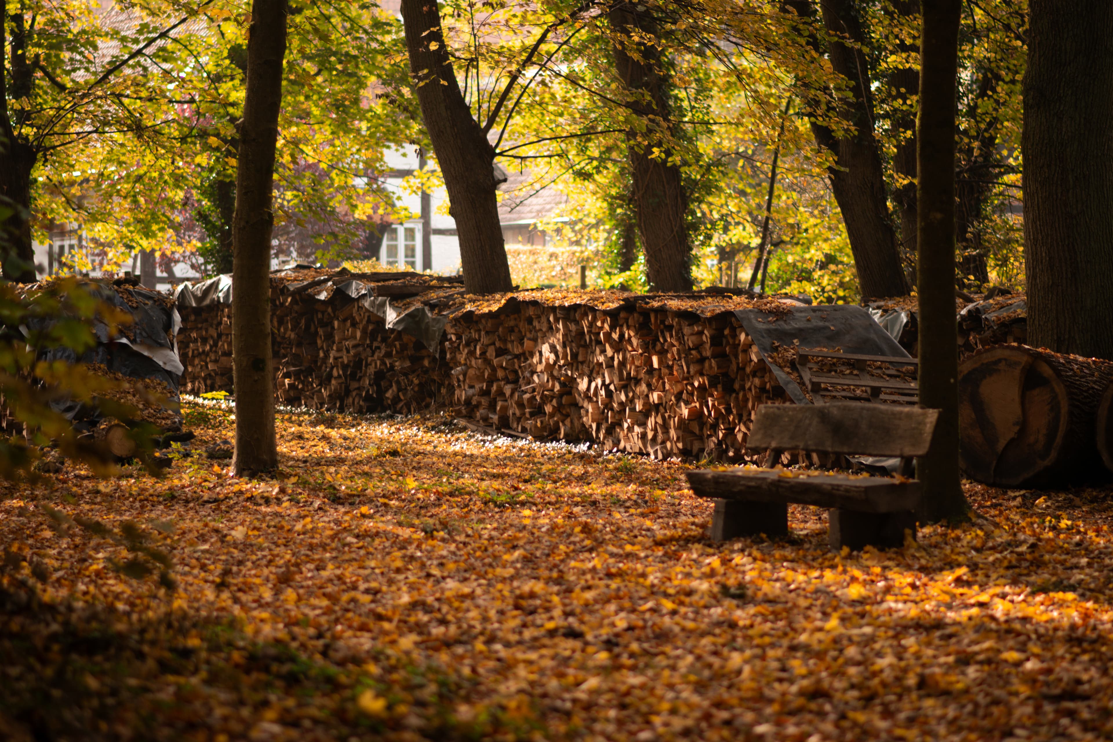 Klosterpark Wienhausen Herbst