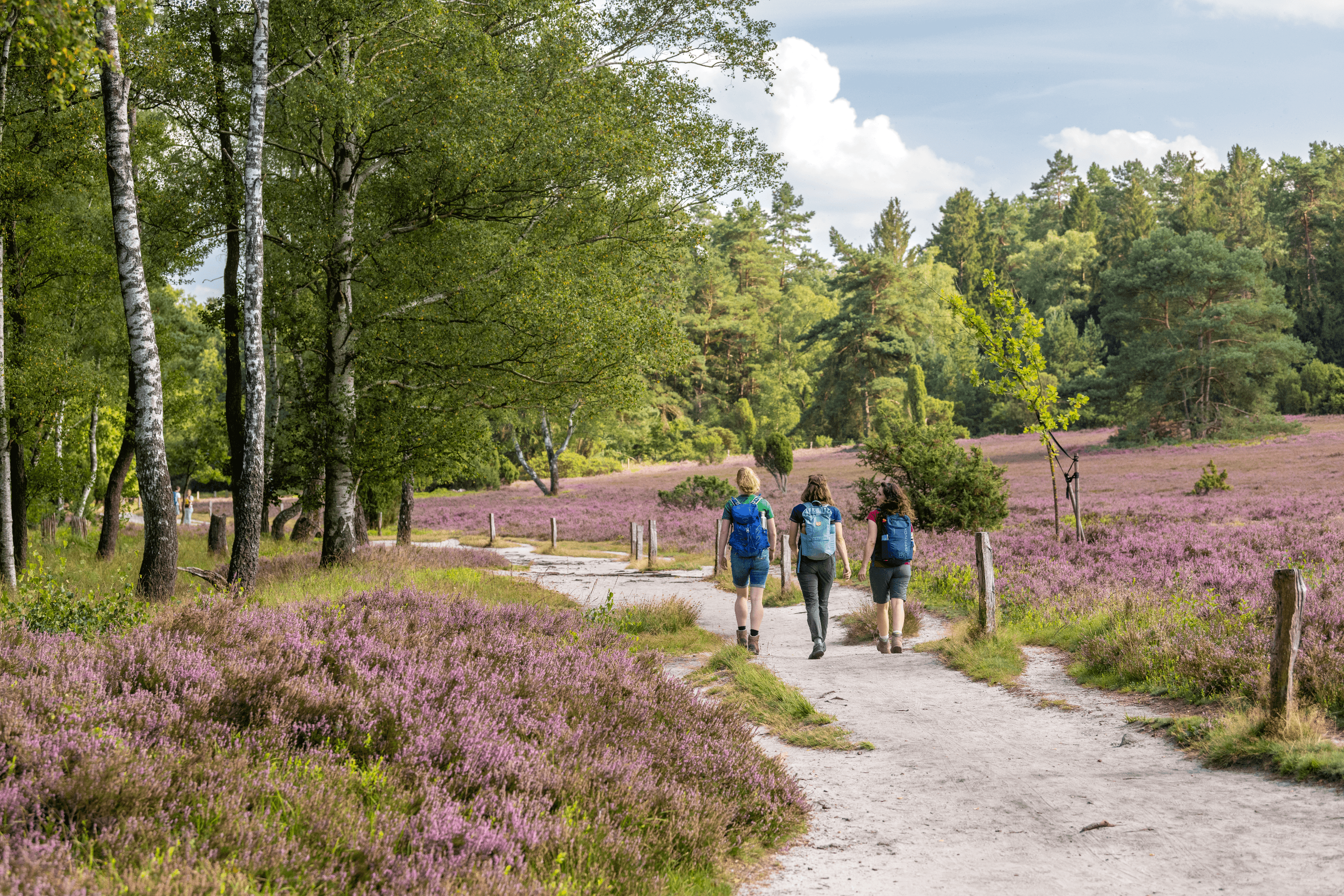 Wanderweg Heideschleife Büsenbachtal durch Heidefläche mit Freunden