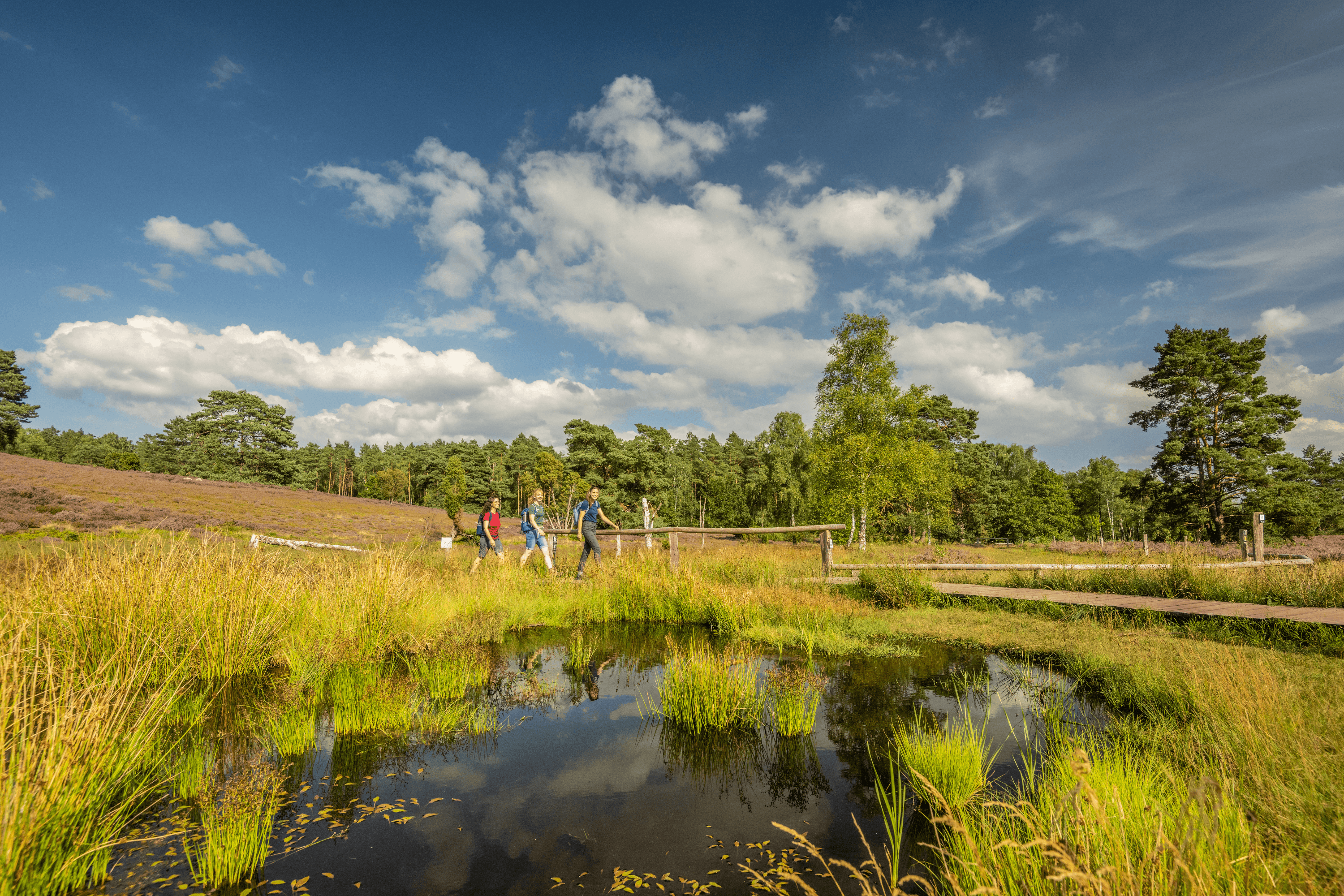 Grüne Natur und Teiche am Wanderweg