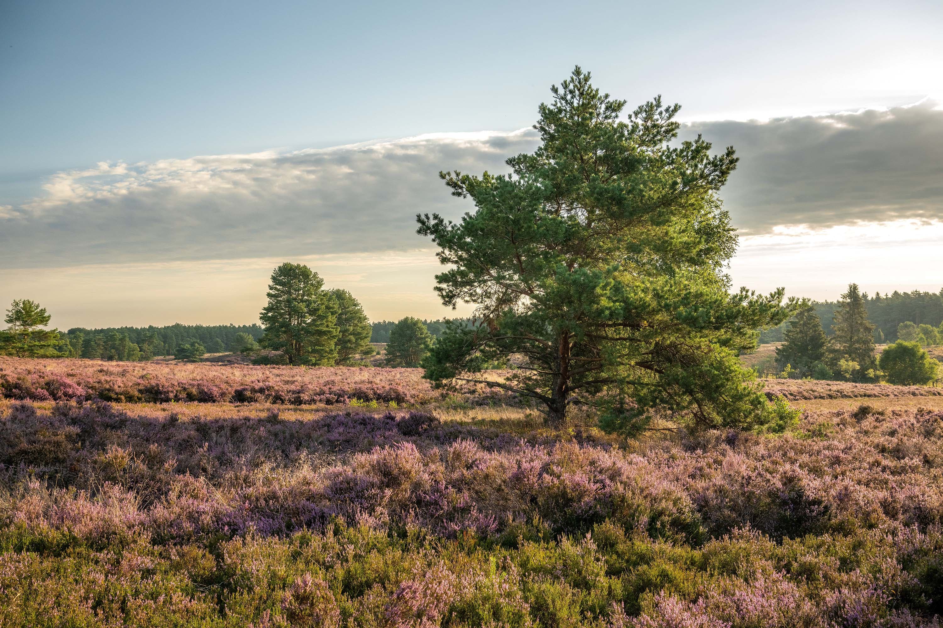 Die Heidefläche ist nahe an Hanstedt gelegen, doch vergleichsweise sehr ruhig